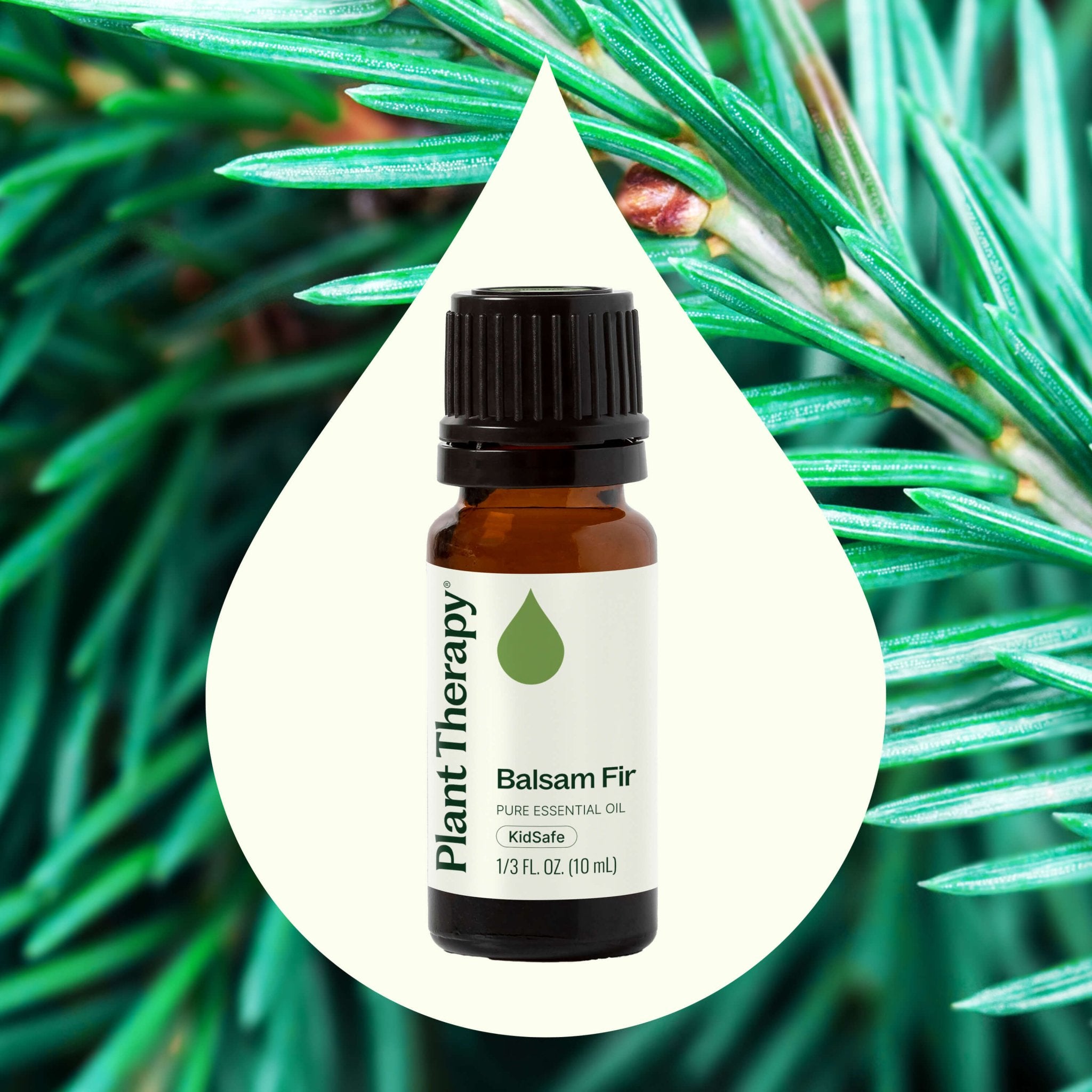 Balsam Fir Essential Oil Plant Therapy