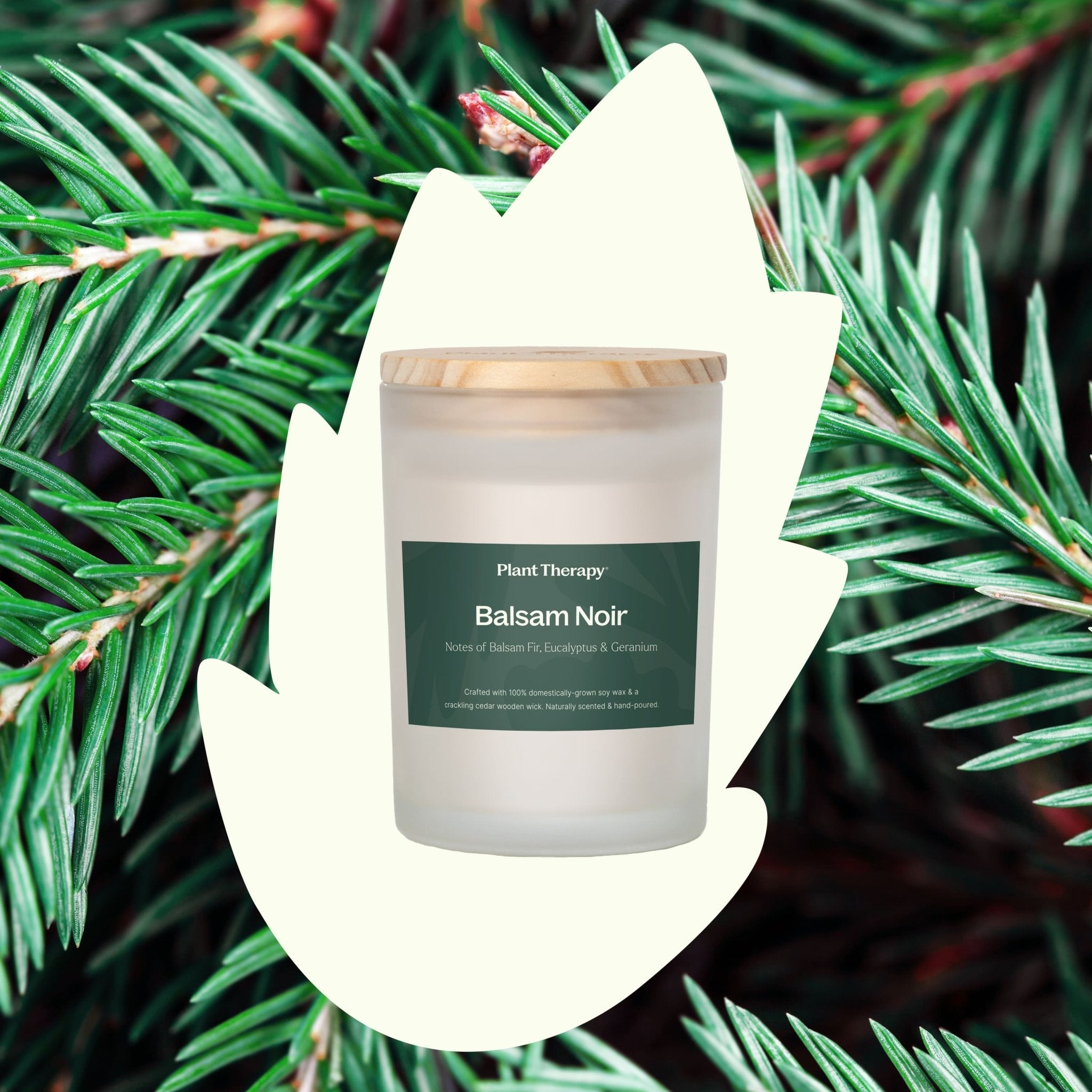 Balsam Noir Naturally Scented Candle Plant Therapy