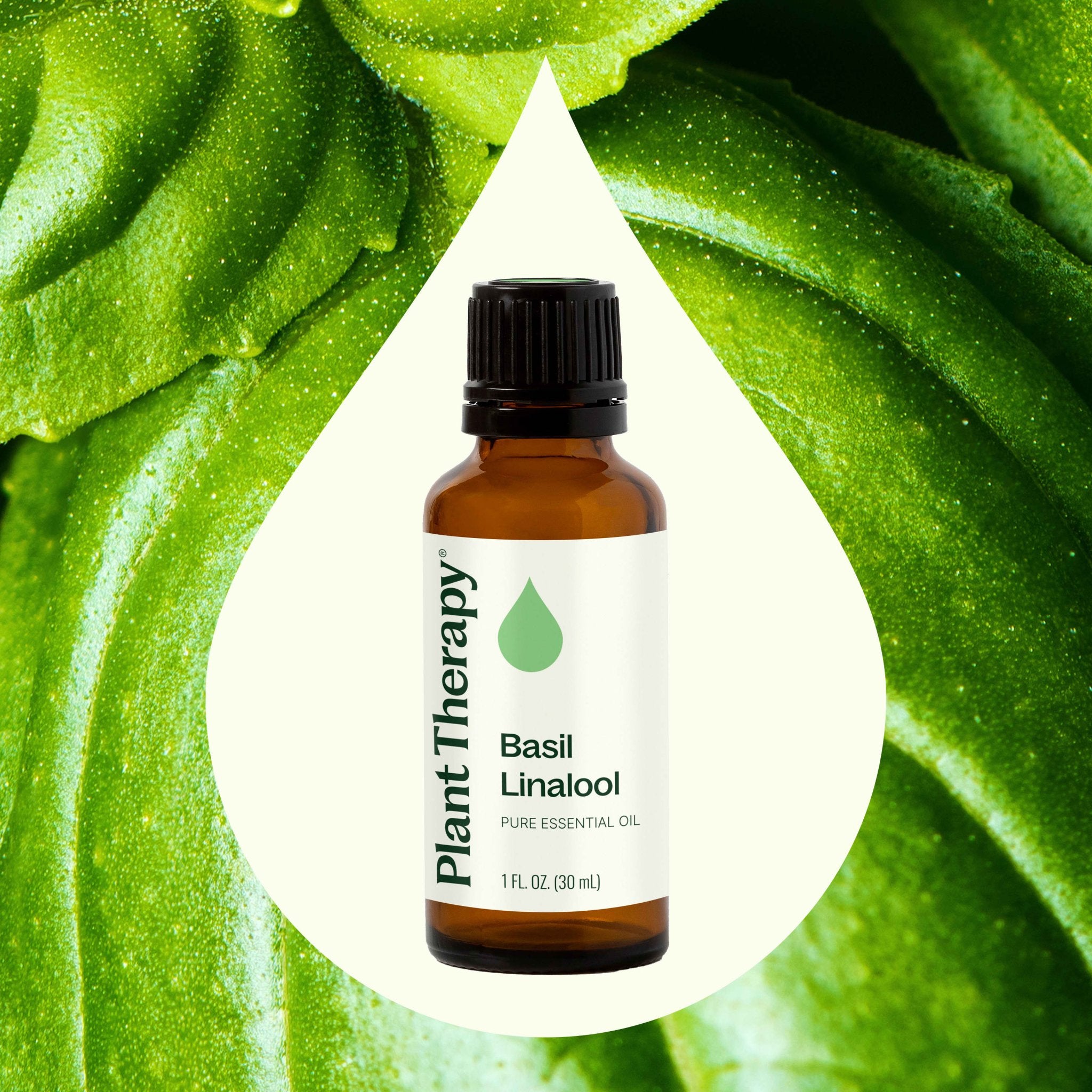 Basil Linalool Essential Oil Plant Therapy