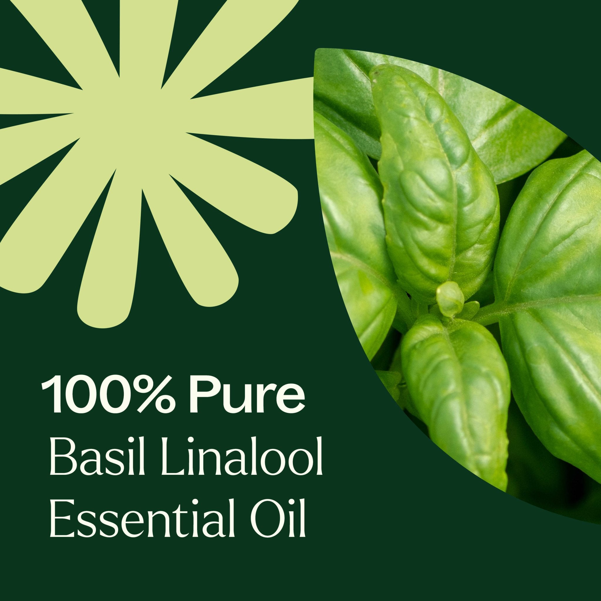 Basil Linalool Essential Oil Plant Therapy