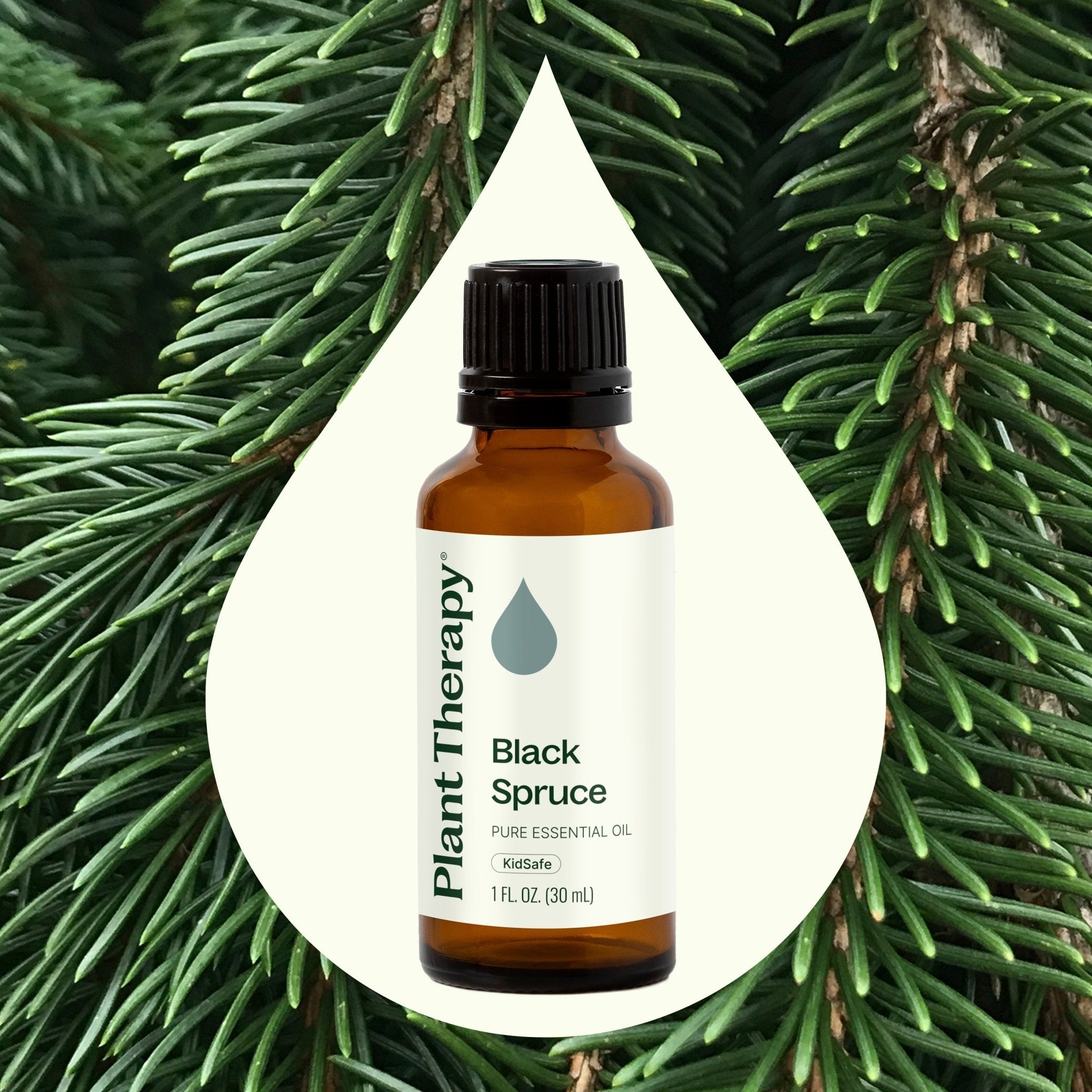 Black Spruce Essential Oil Plant Therapy
