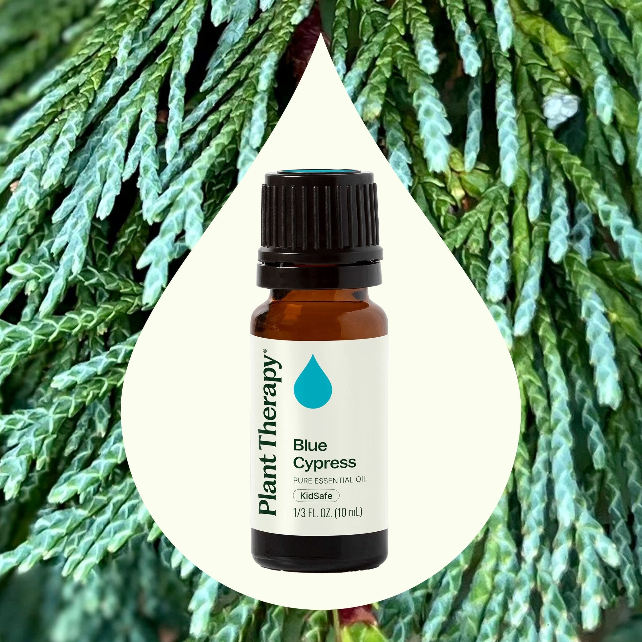 Blue Cypress Essential Oil Plant Therapy