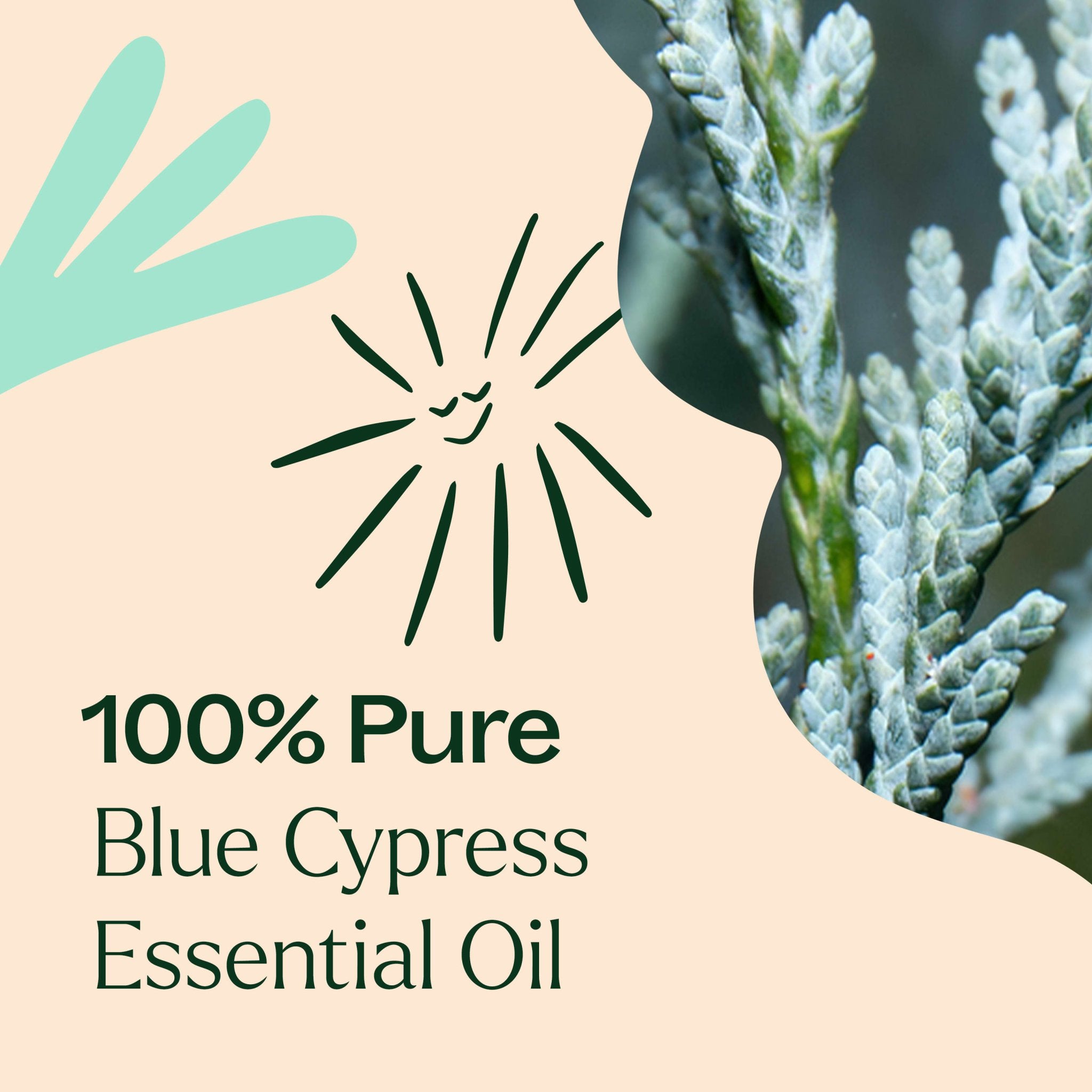 Blue Cypress Essential Oil Plant Therapy