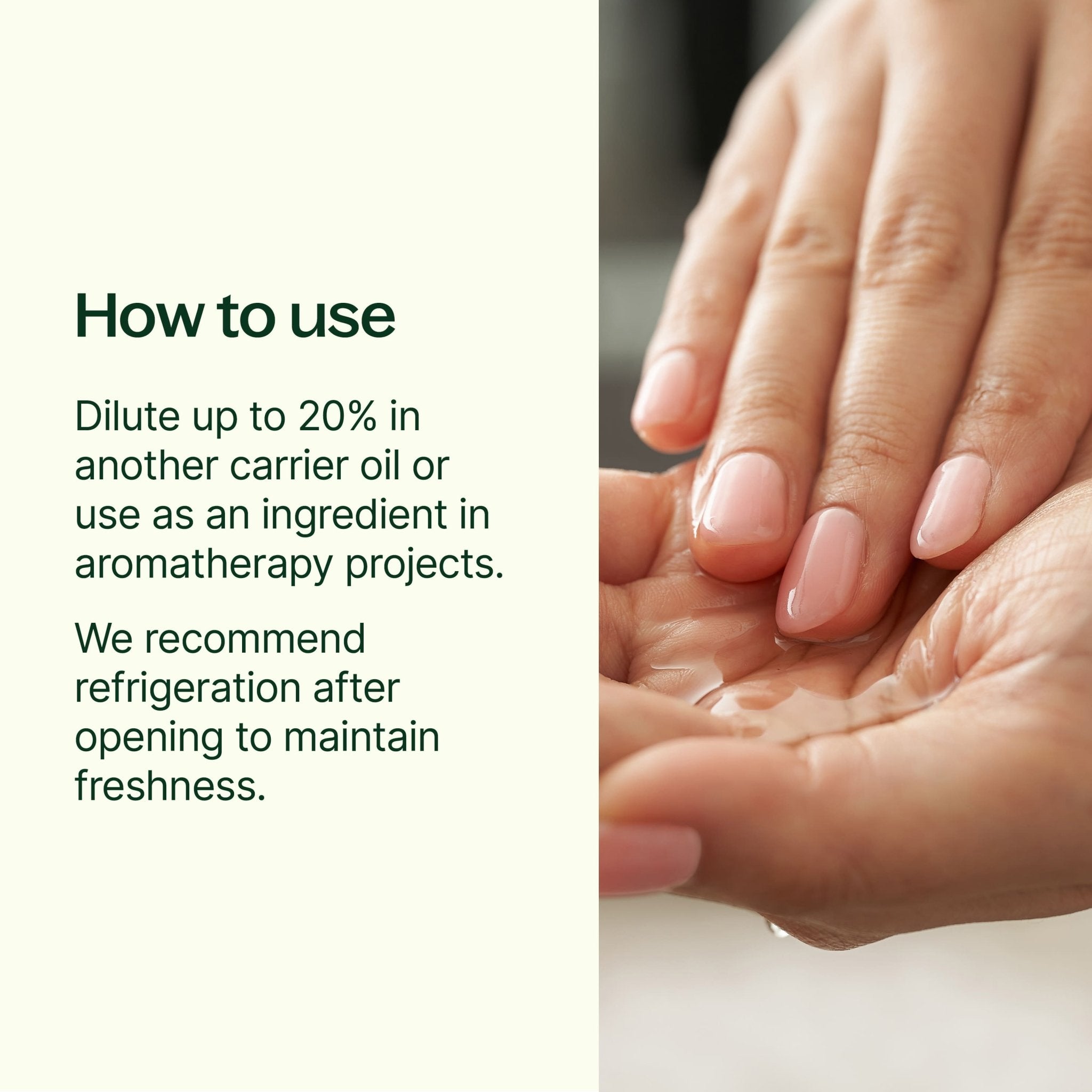 Camellia Seed Carrier Oil Plant Therapy