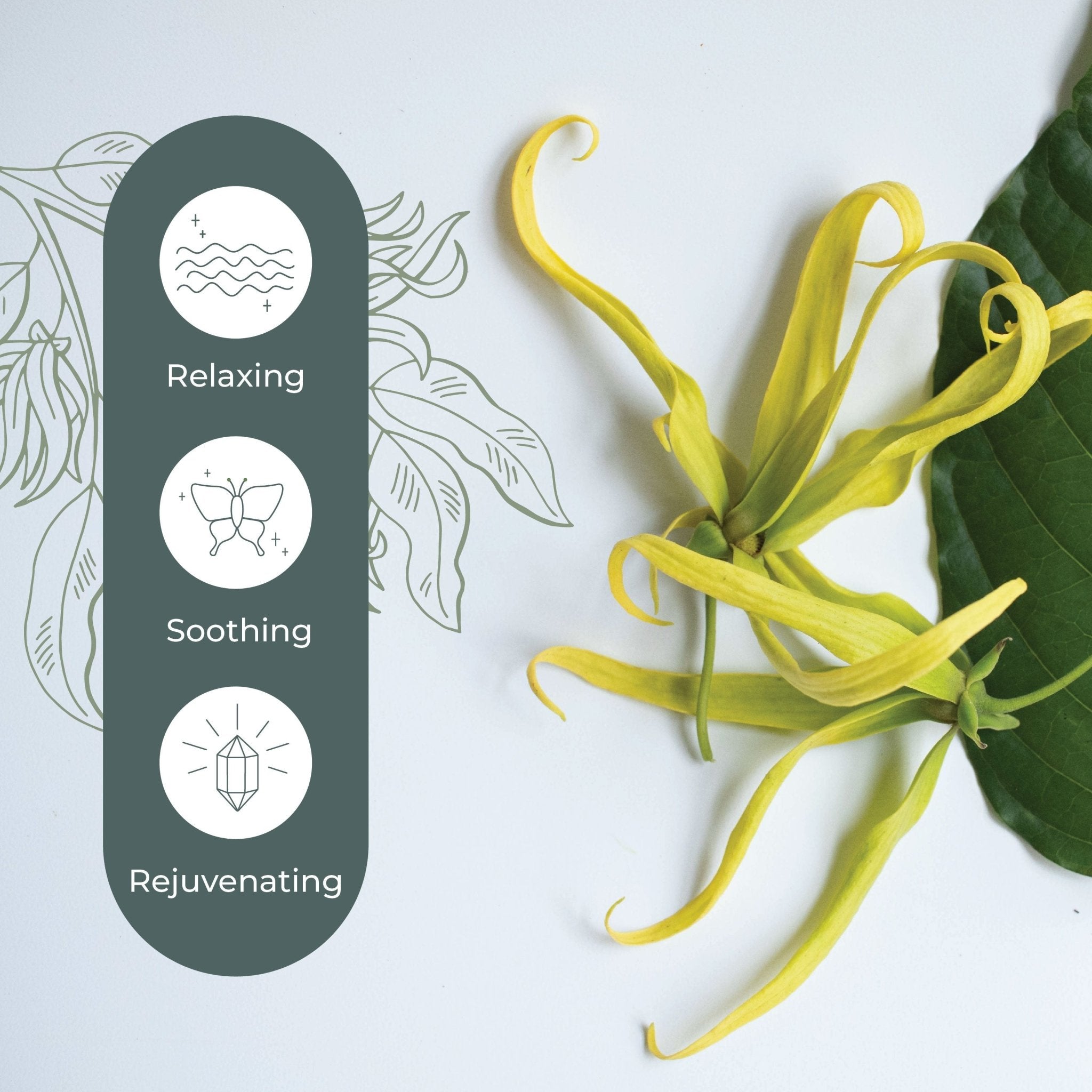 Cananga Essential Oil Plant Therapy