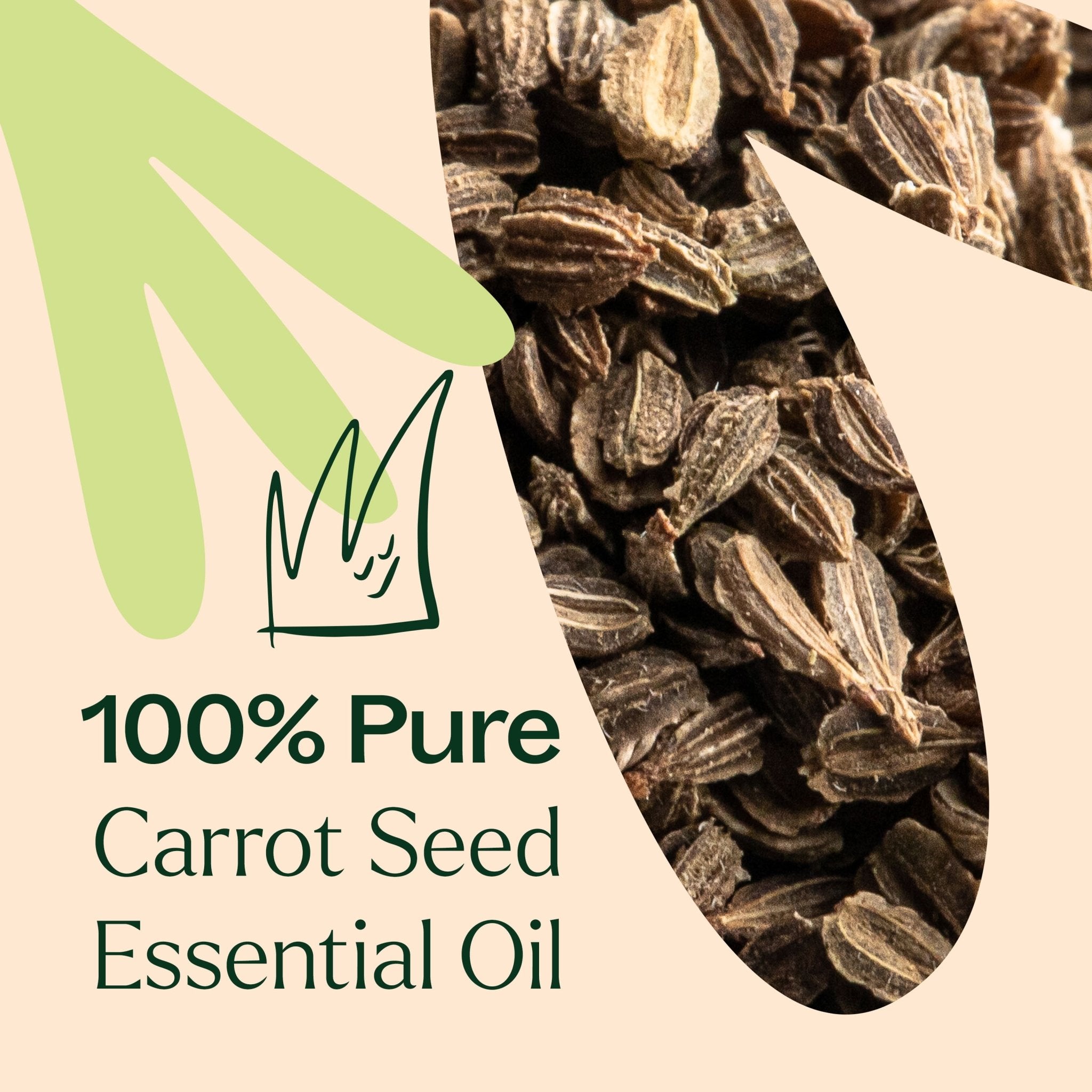 Carrot Seed Essential Oil Plant Therapy