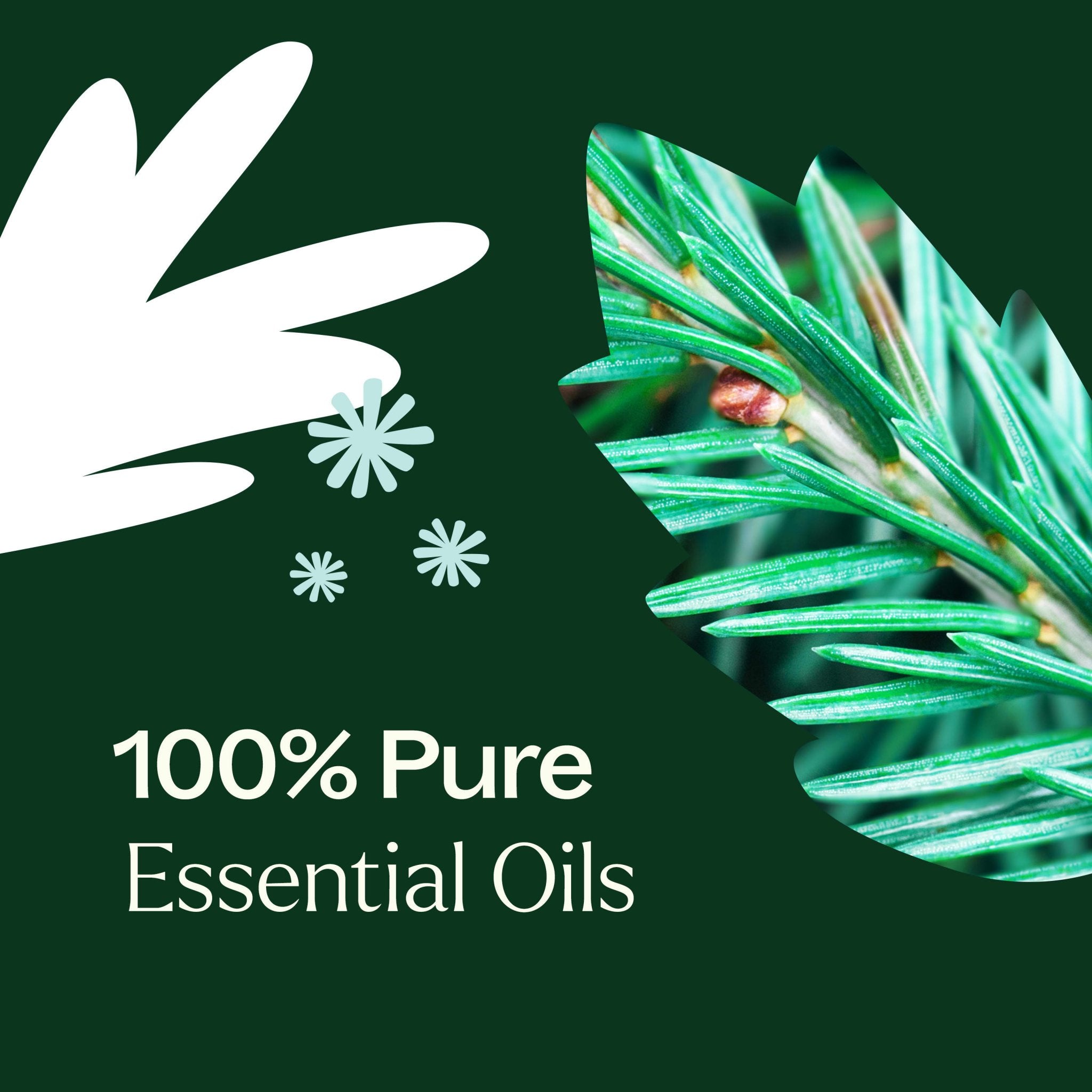 Christmas Tree Essential Oil Blend Plant Therapy