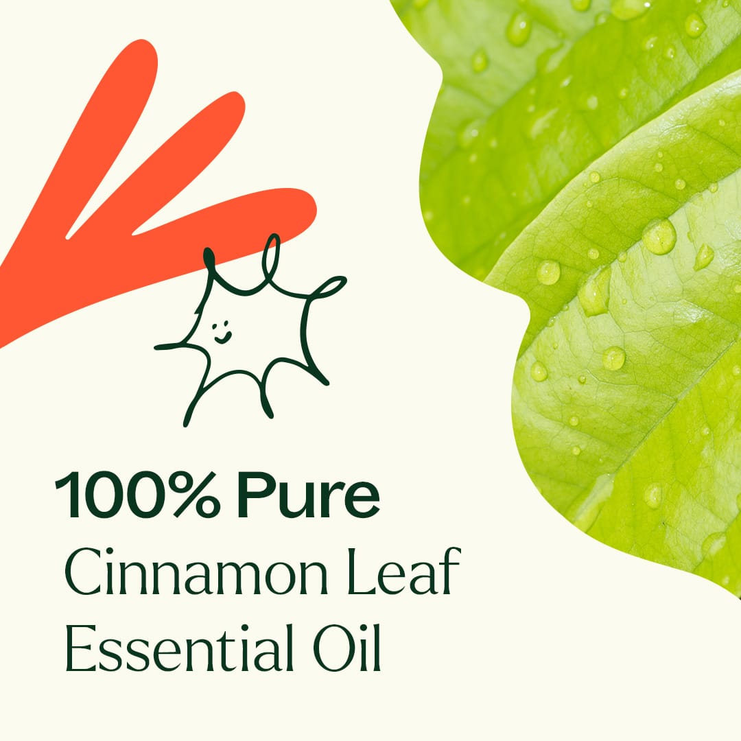 Cinnamon Leaf Essential Oil Plant Therapy