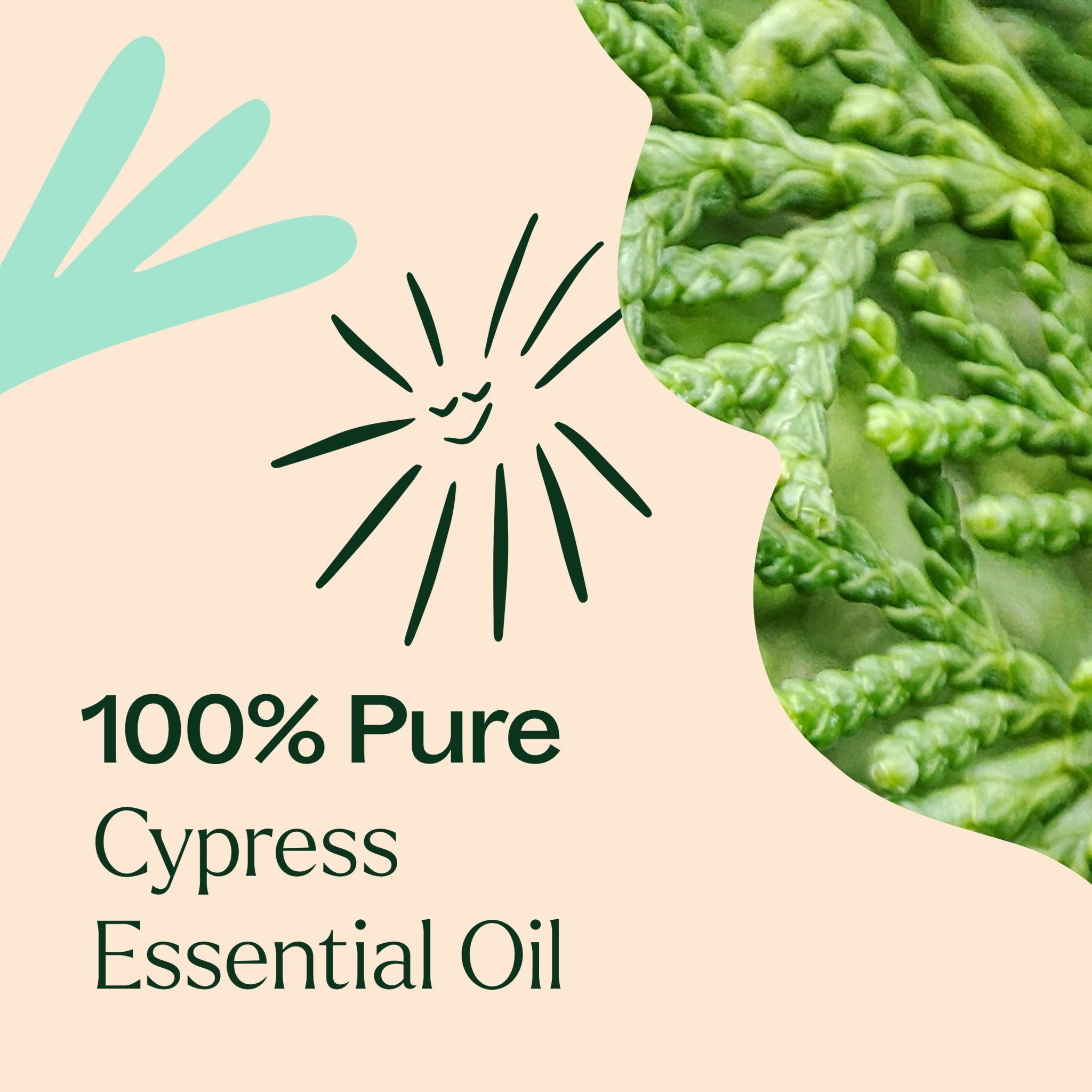 Cypress Essential Oil Plant Therapy