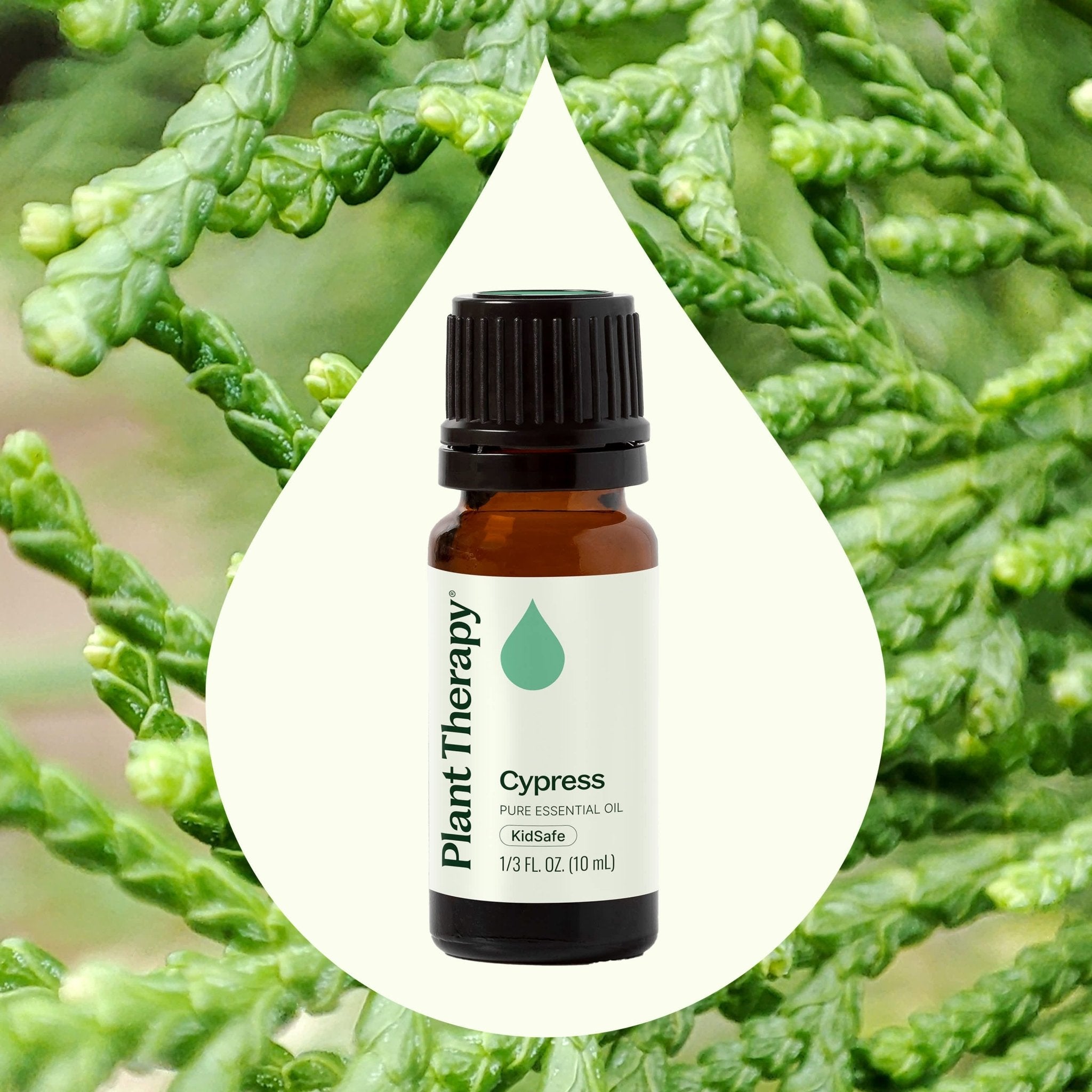 Cypress Essential Oil Plant Therapy