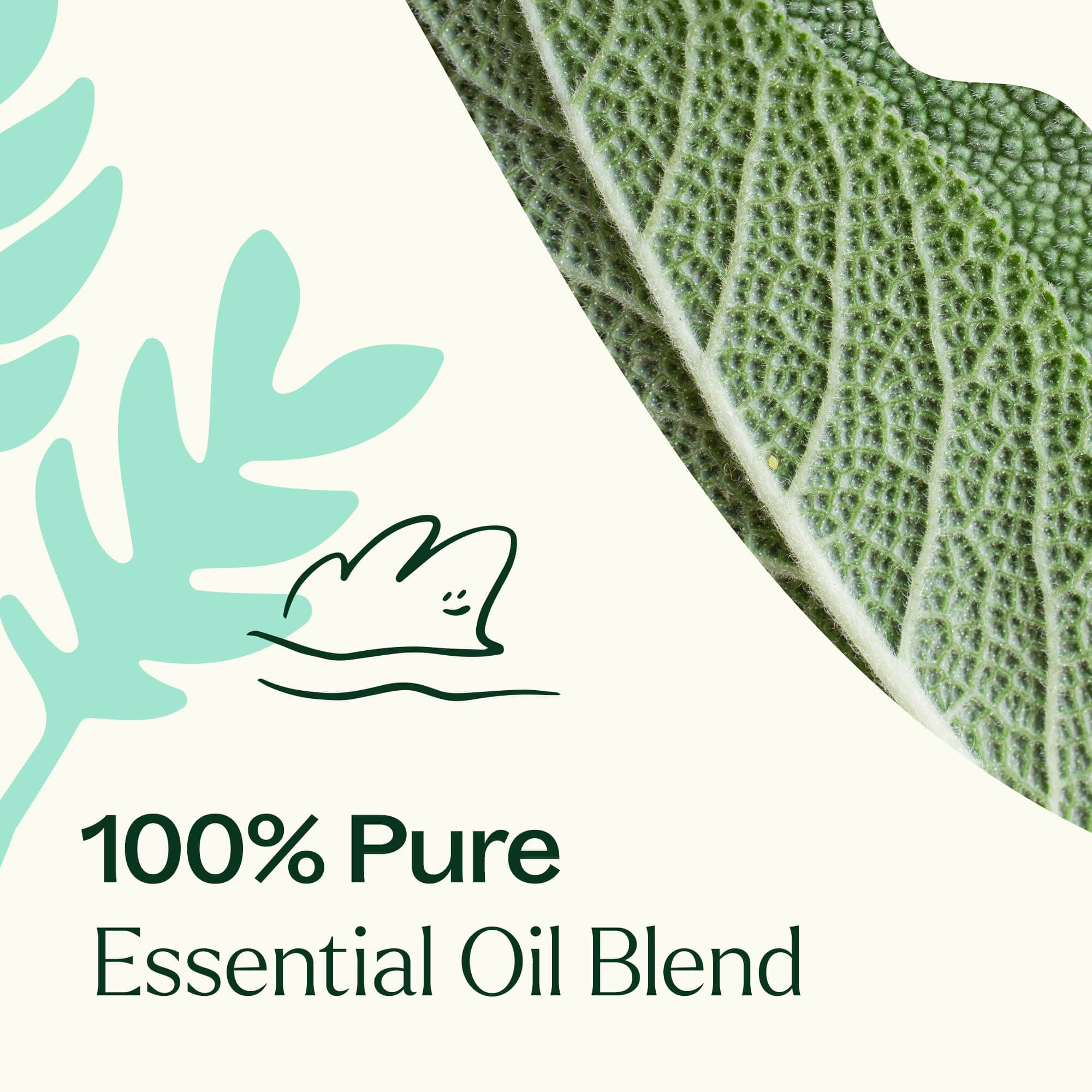 Dalmatian Sage Essential Oil Plant Therapy