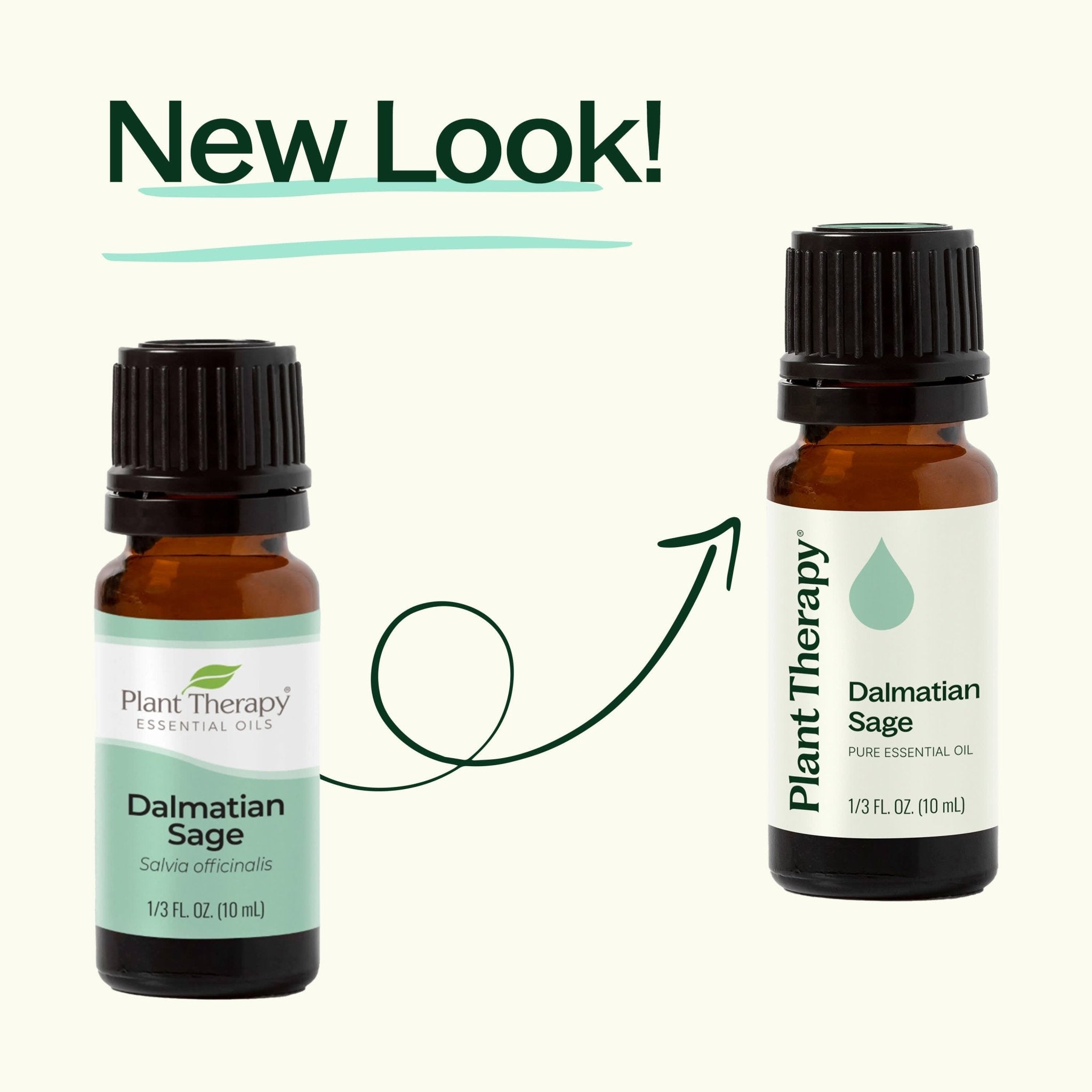 Dalmatian Sage Essential Oil Plant Therapy