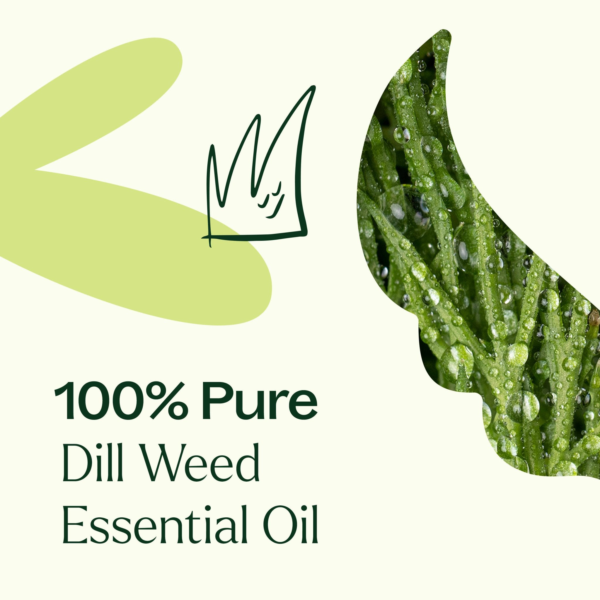 Dill Weed Essential Oil Plant Therapy