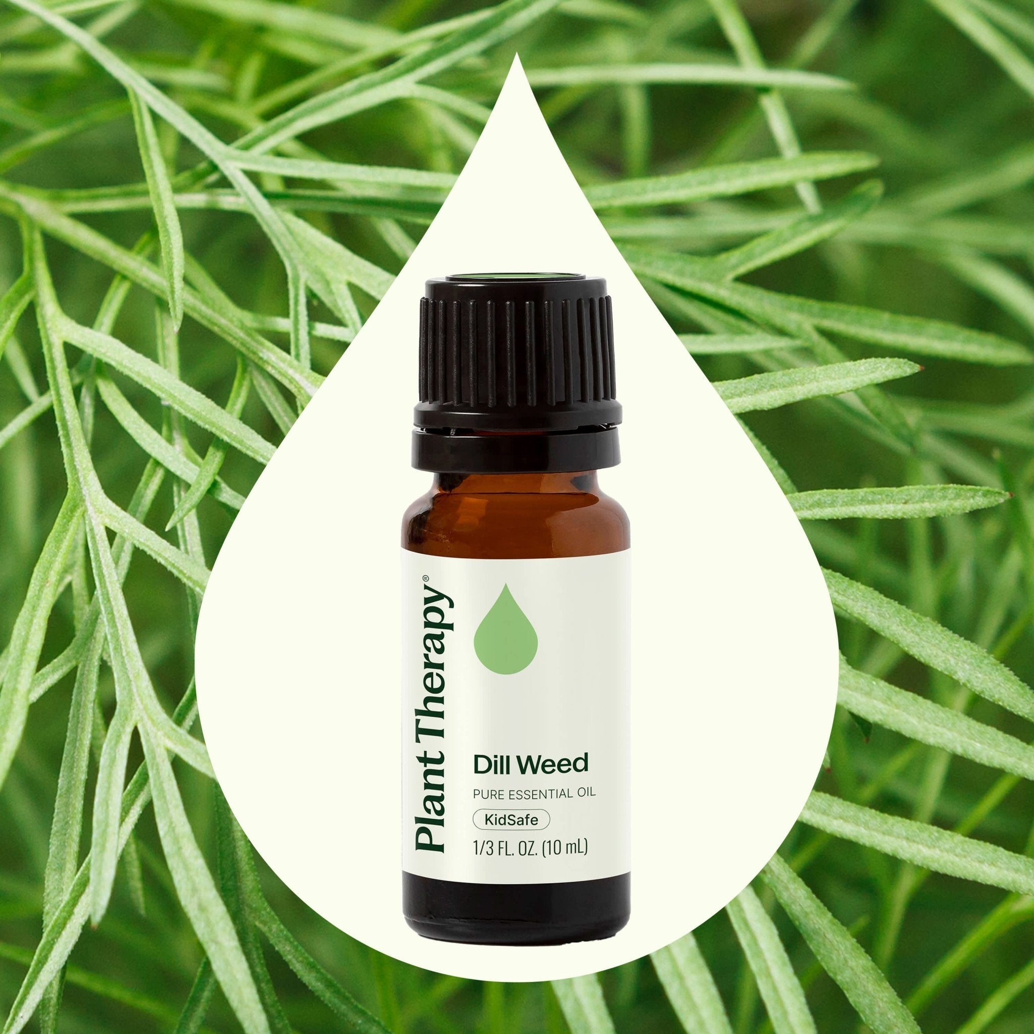 Dill Weed Essential Oil Plant Therapy