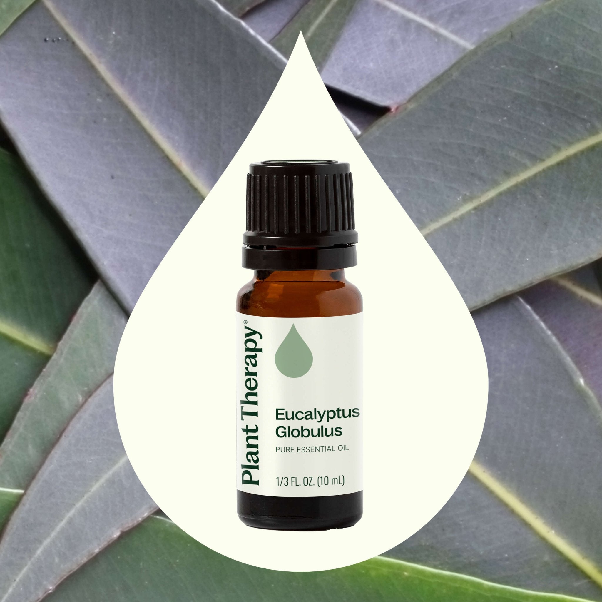 Eucalyptus Globulus Essential Oil Plant Therapy