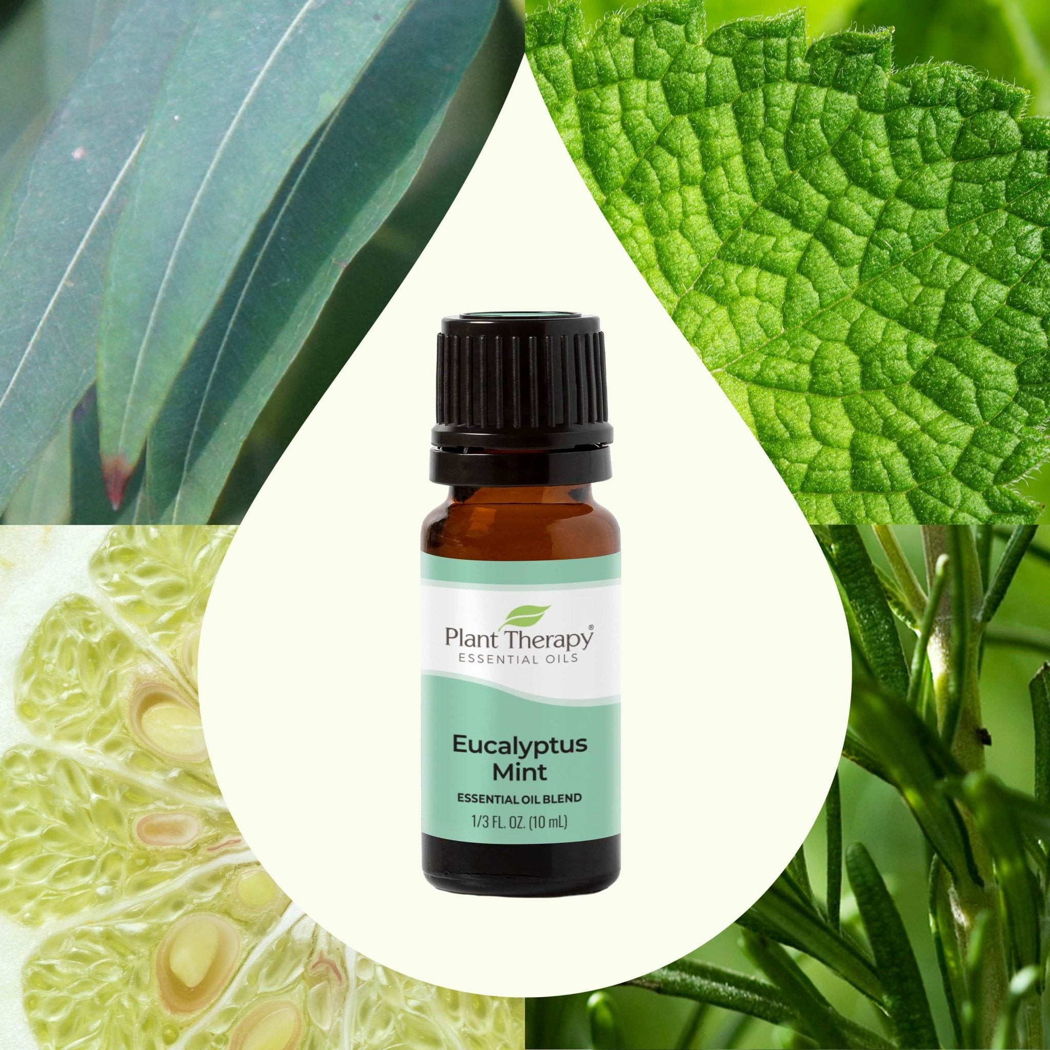 Eucalyptus Mint Essential Oil Blend Plant Therapy