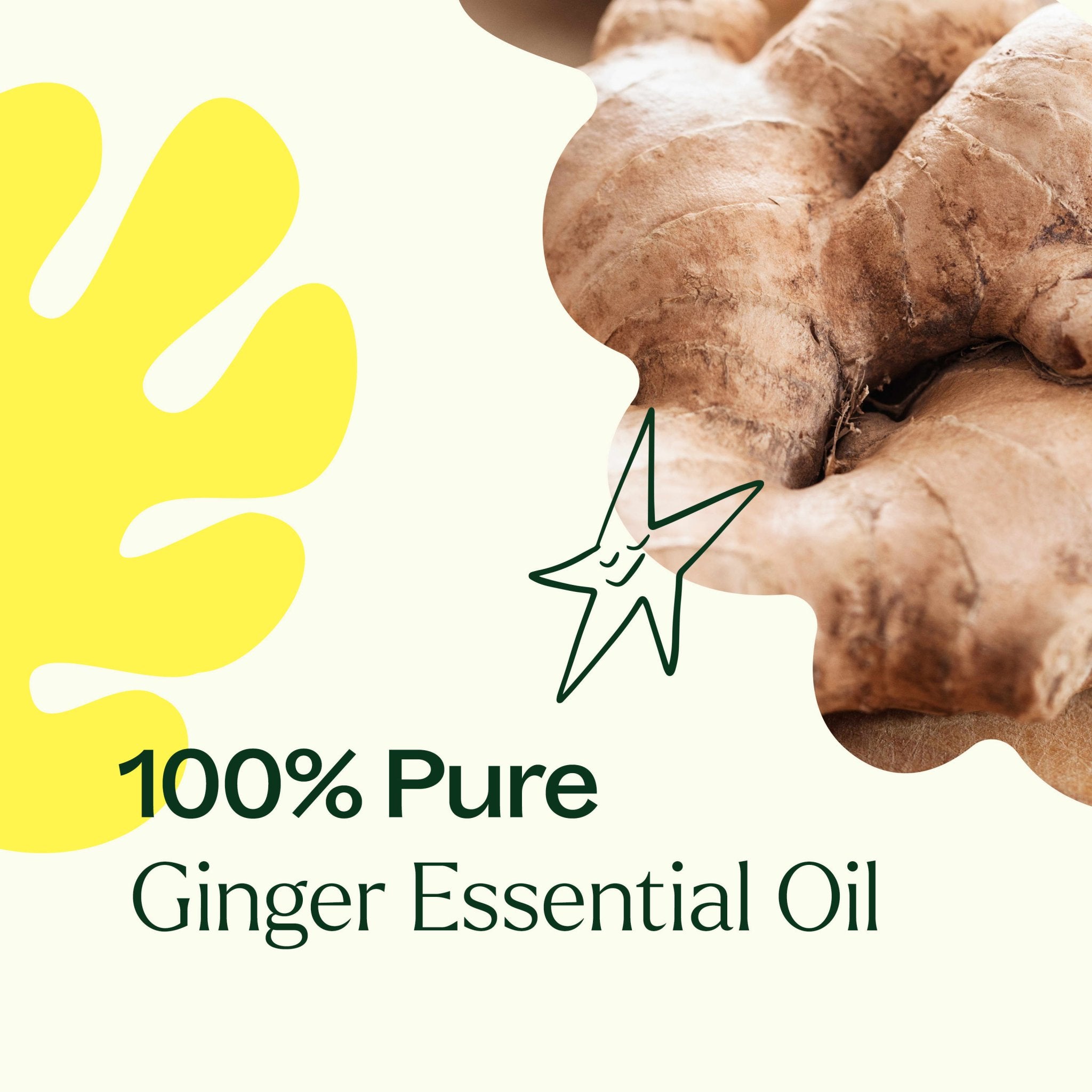 Ginger Essential Oil Plant Therapy