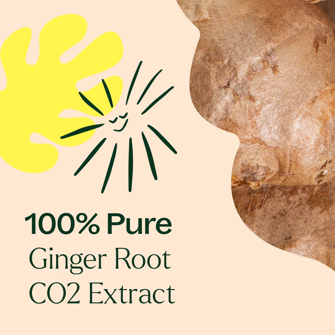 Ginger Root CO2 Extract Plant Therapy