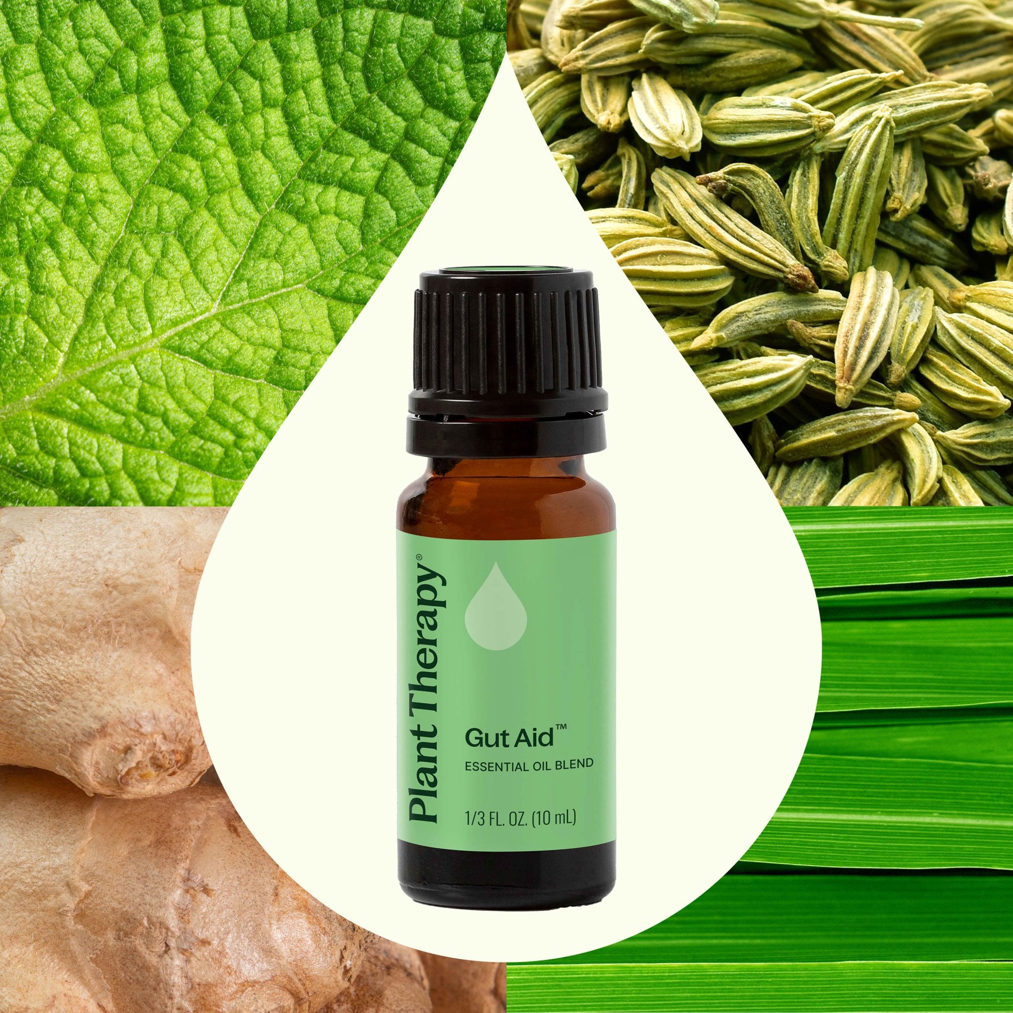 Gut Aid™ Essential Oil Blend Plant Therapy
