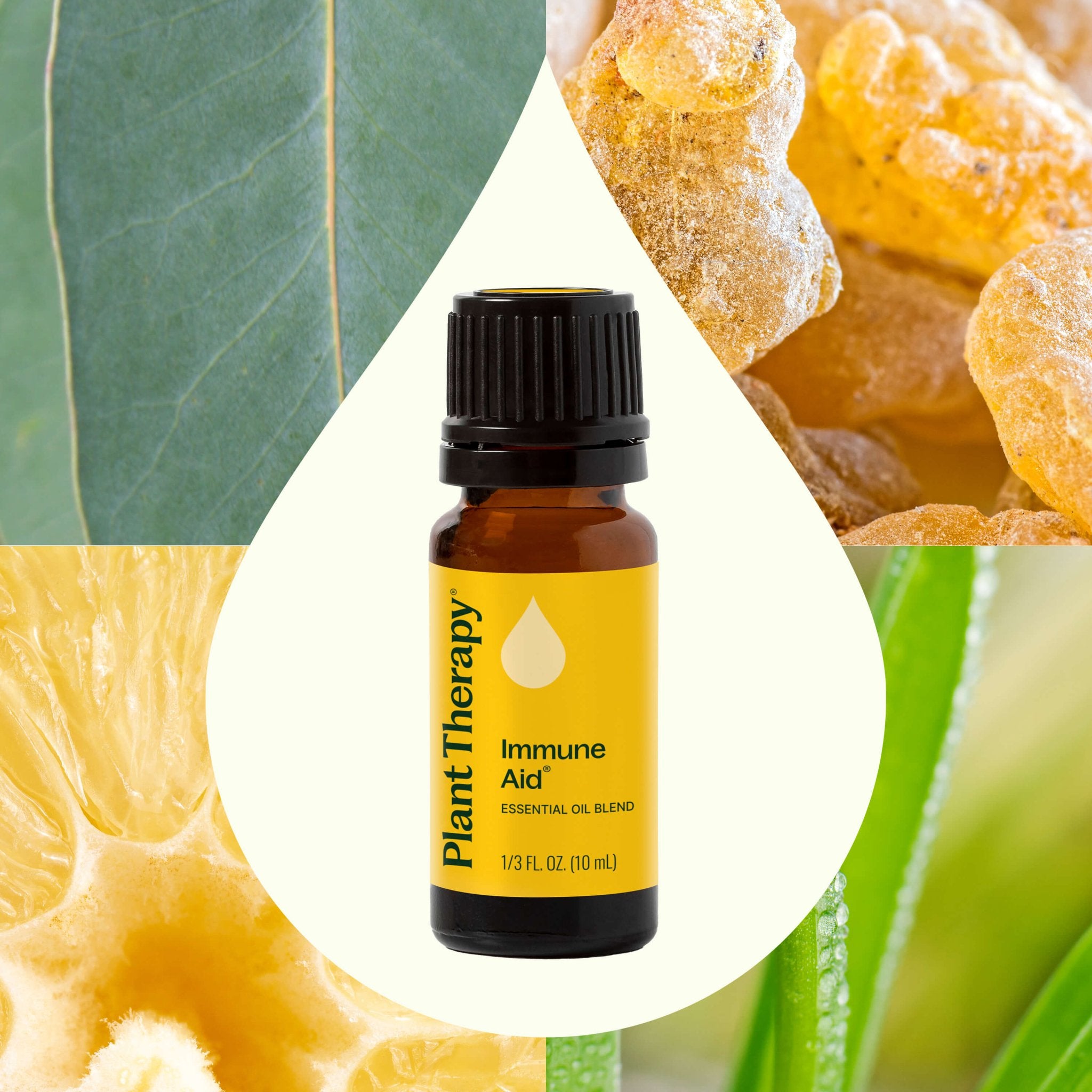 Immune Aid Essential Oil Blend Plant Therapy