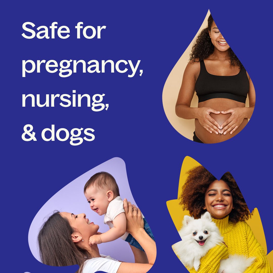 Jasmine Grandiflorum Absolute Plant Therapy