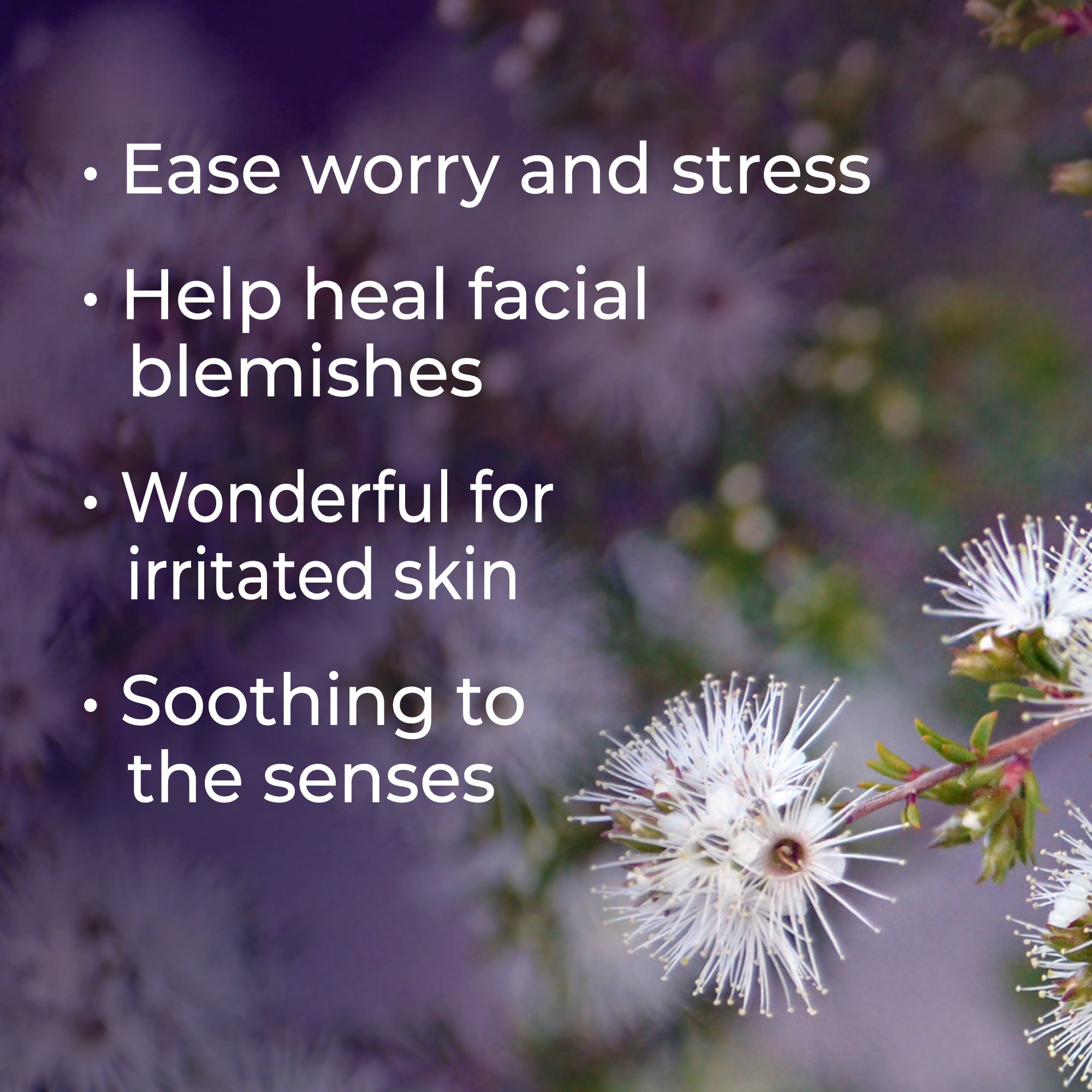 Kunzea Essential Oil Plant Therapy