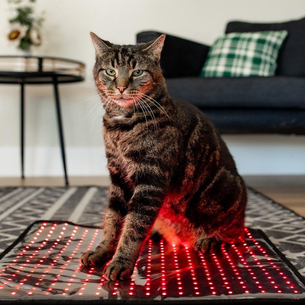 MitoPETS Pad | Red Light Therapy Designed Specifically for Pets Mito Red Light