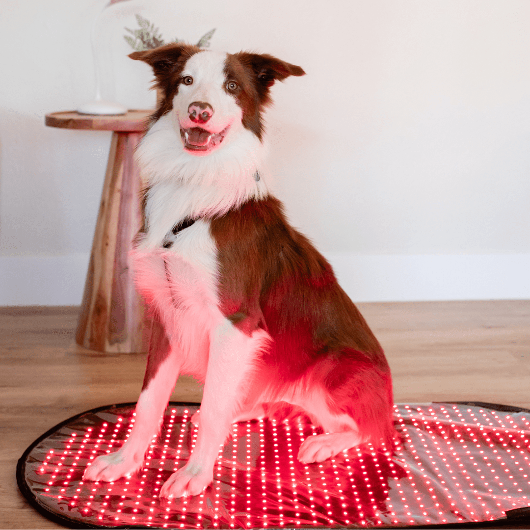 MitoPETS Pad | Red Light Therapy Designed Specifically for Pets Mito Red Light