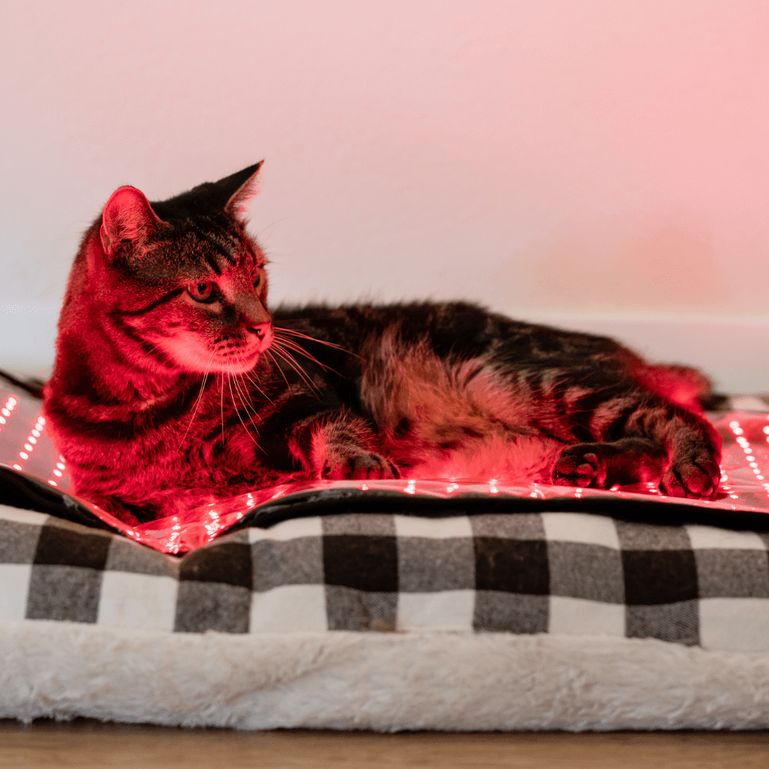 MitoPETS Pad | Red Light Therapy Designed Specifically for Pets Mito Red Light