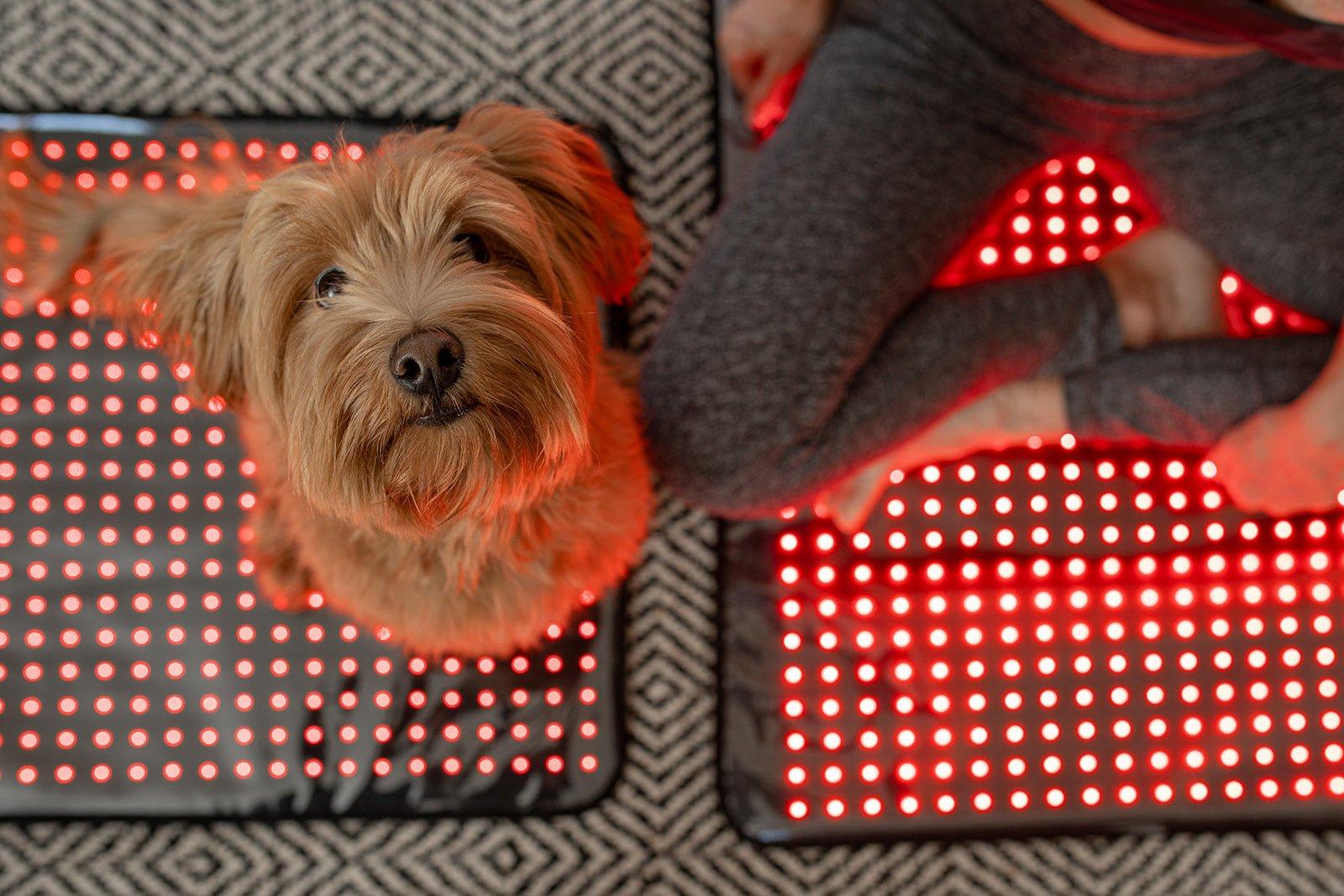 MitoPETS Pad | Red Light Therapy Designed Specifically for Pets Mito Red Light