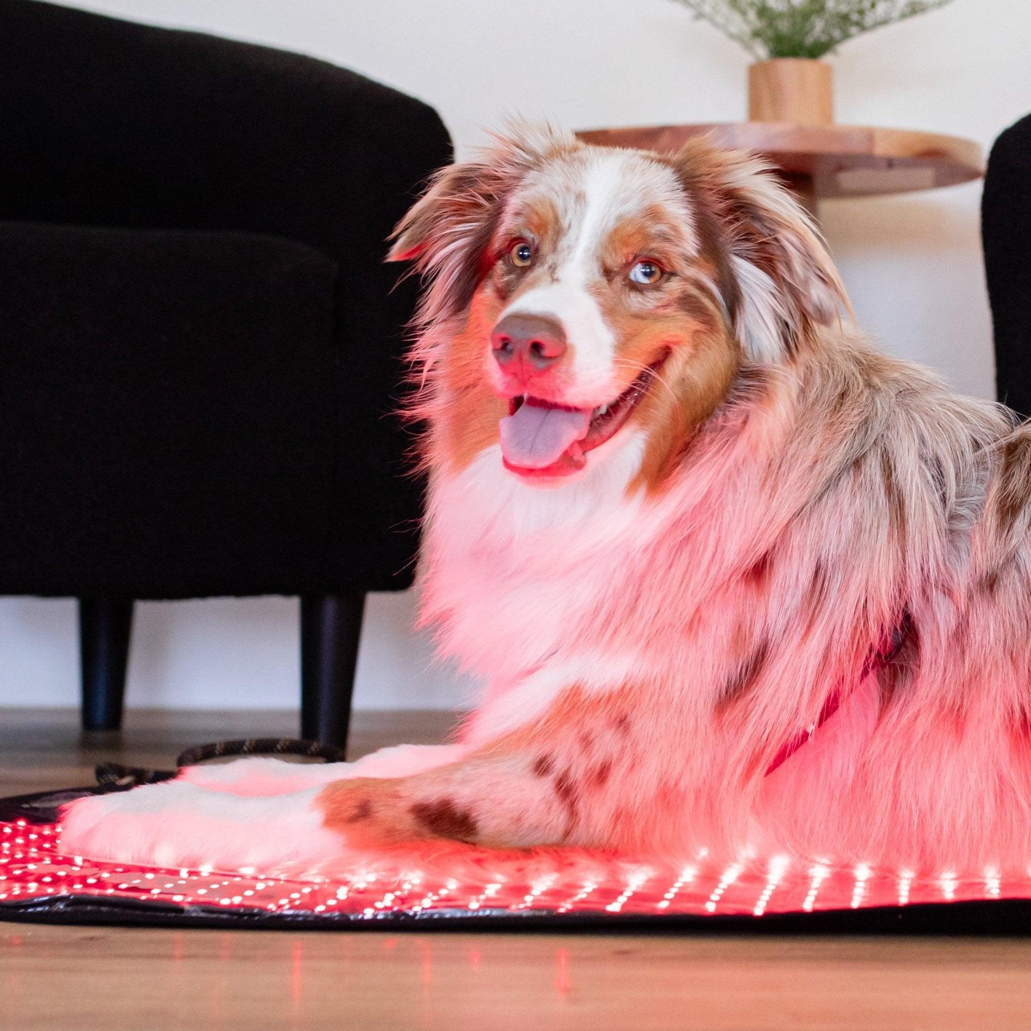 MitoPETS Pad | Red Light Therapy Designed Specifically for Pets Mito Red Light