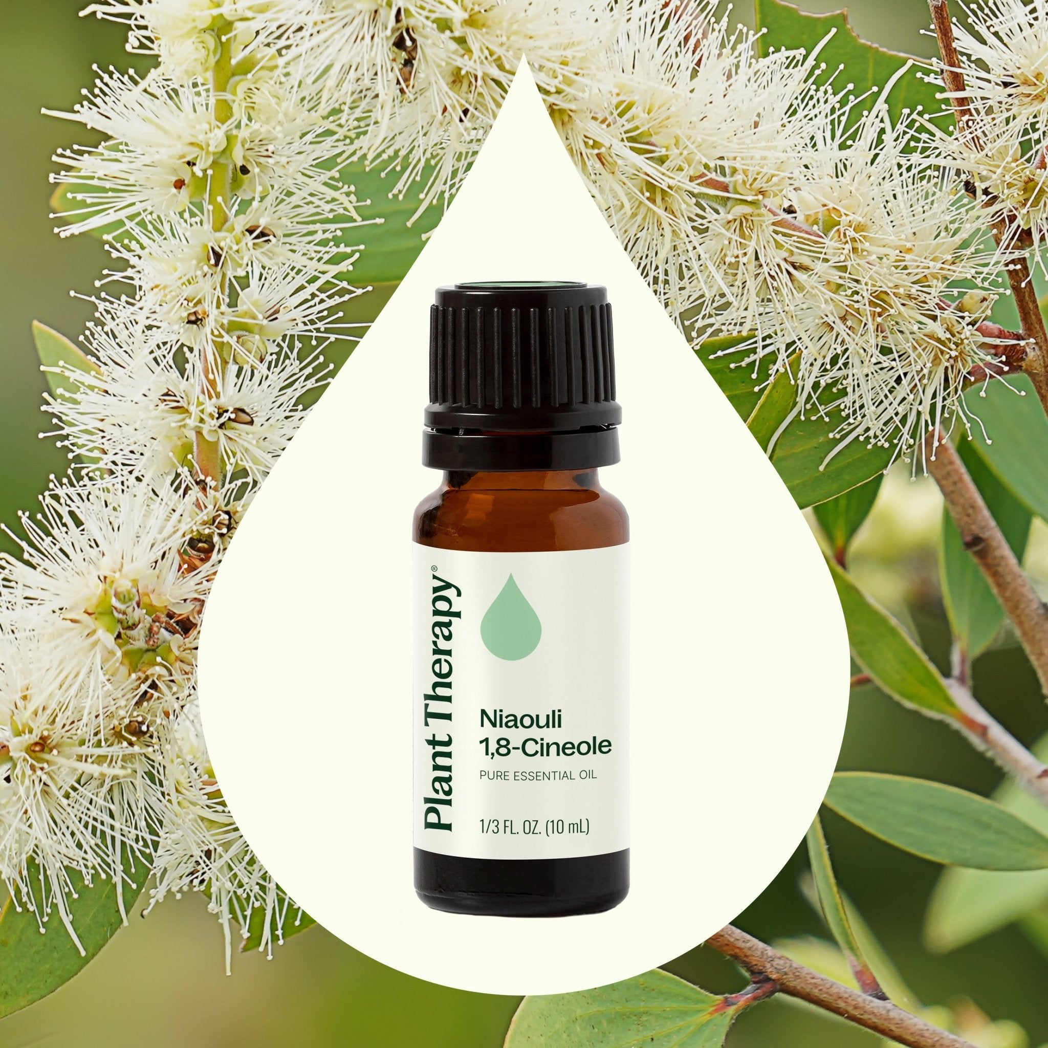 Niaouli 1,8 - Cineole Essential Oil Plant Therapy
