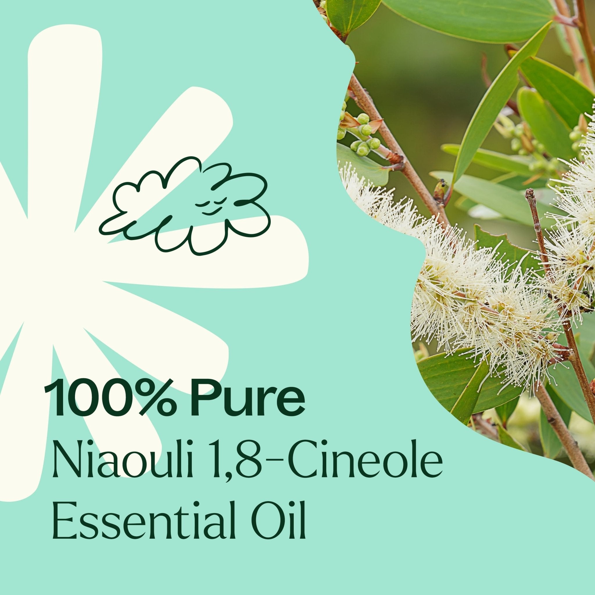 Niaouli 1,8 - Cineole Essential Oil Plant Therapy