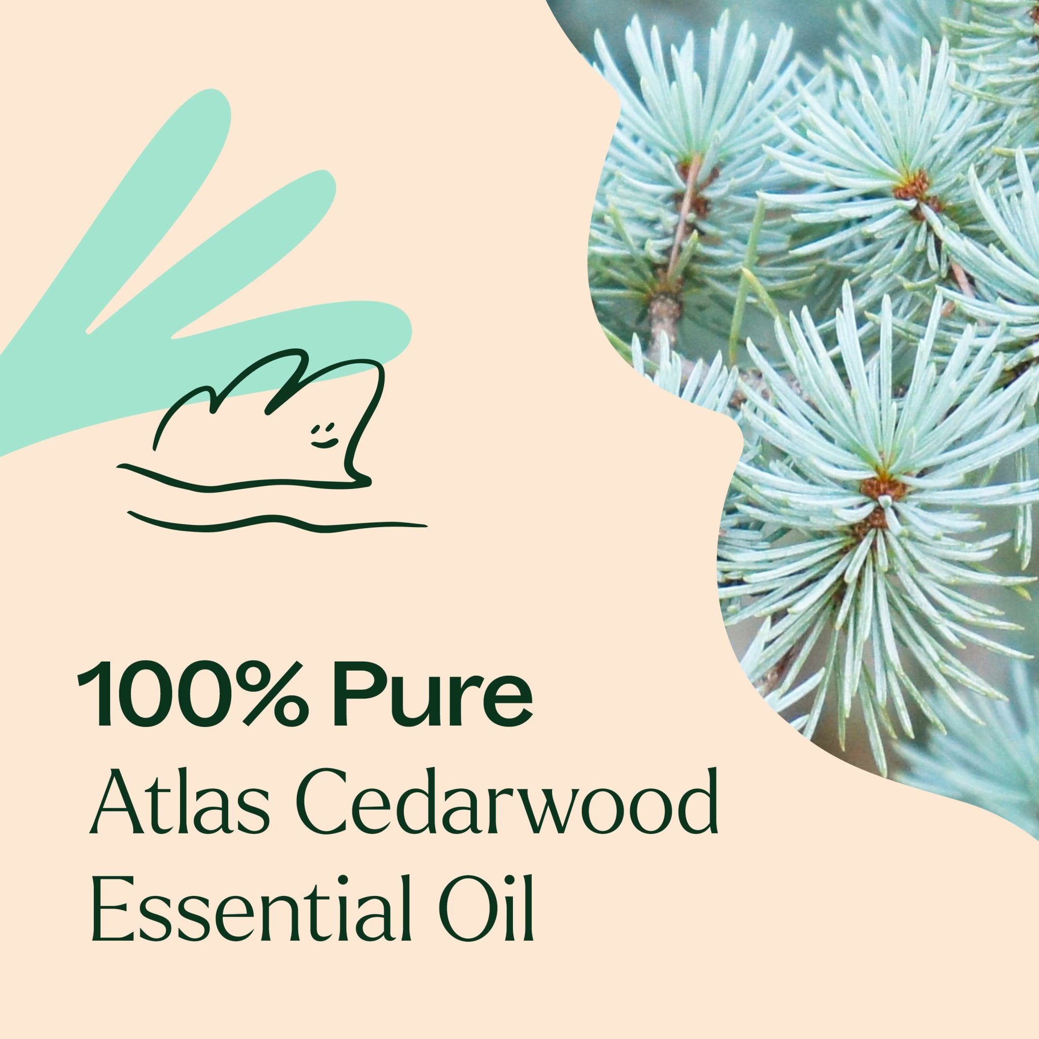 Organic Atlas Cedarwood Essential Oil Plant Therapy