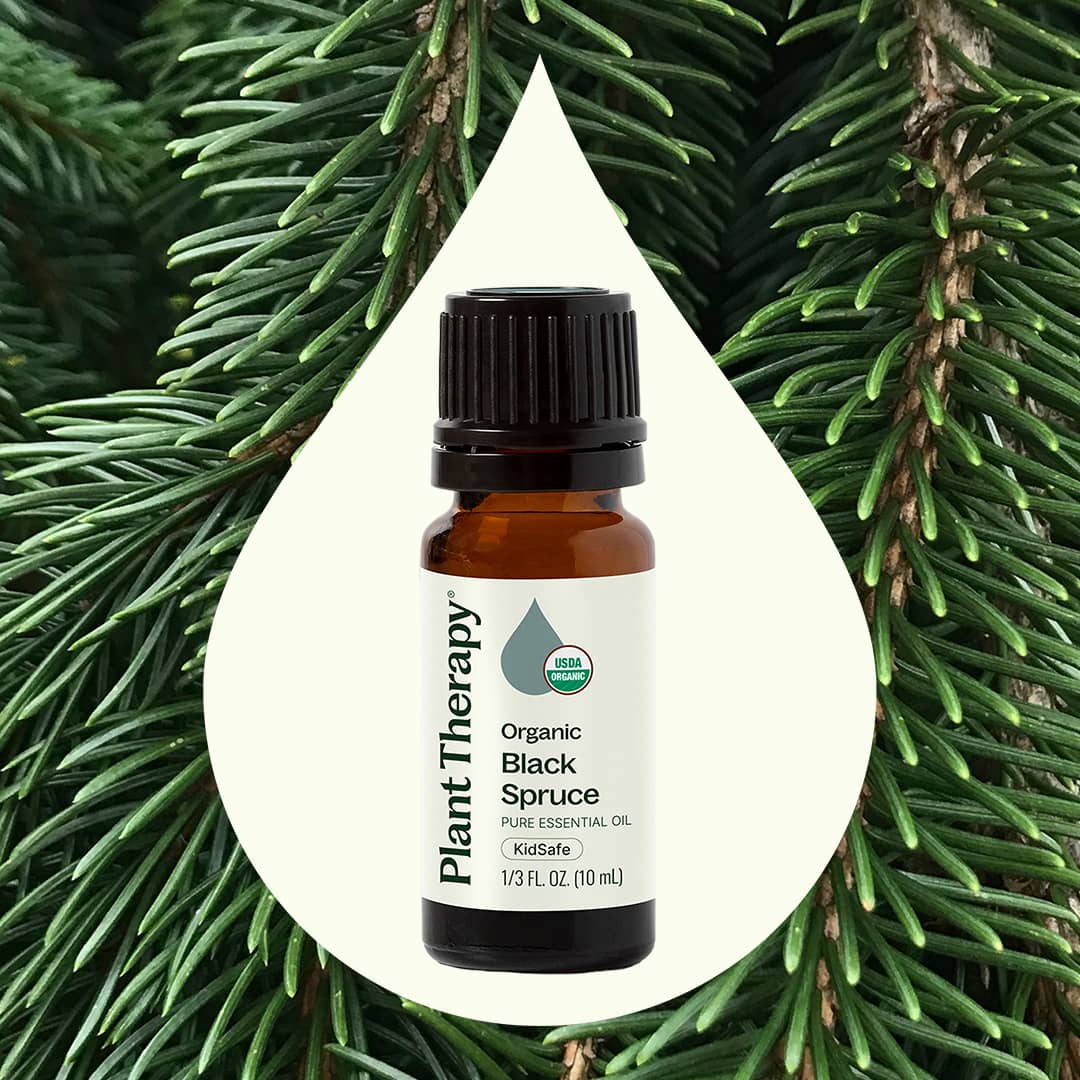 Organic Black Spruce Essential Oil Plant Therapy