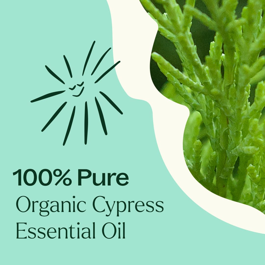 Organic Cypress Essential Oil Plant Therapy