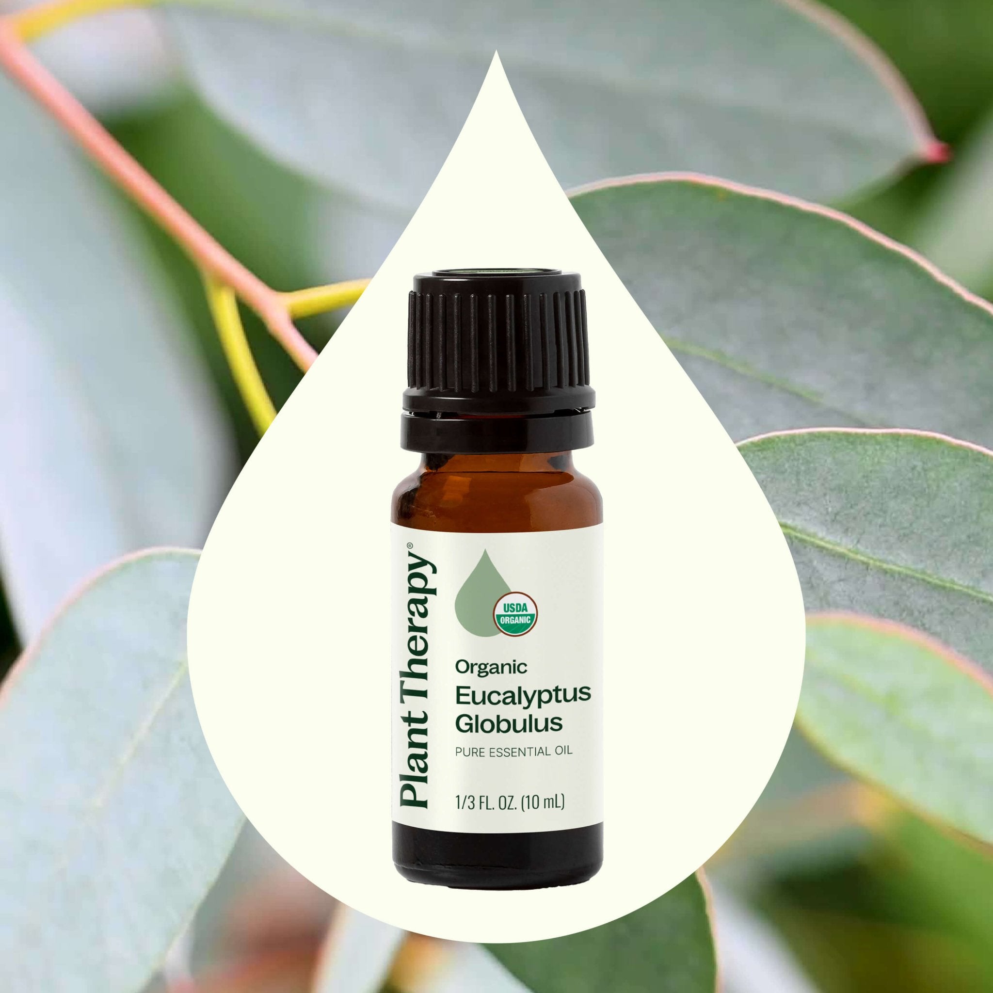 Organic Eucalyptus Globulus Essential Oil Plant Therapy