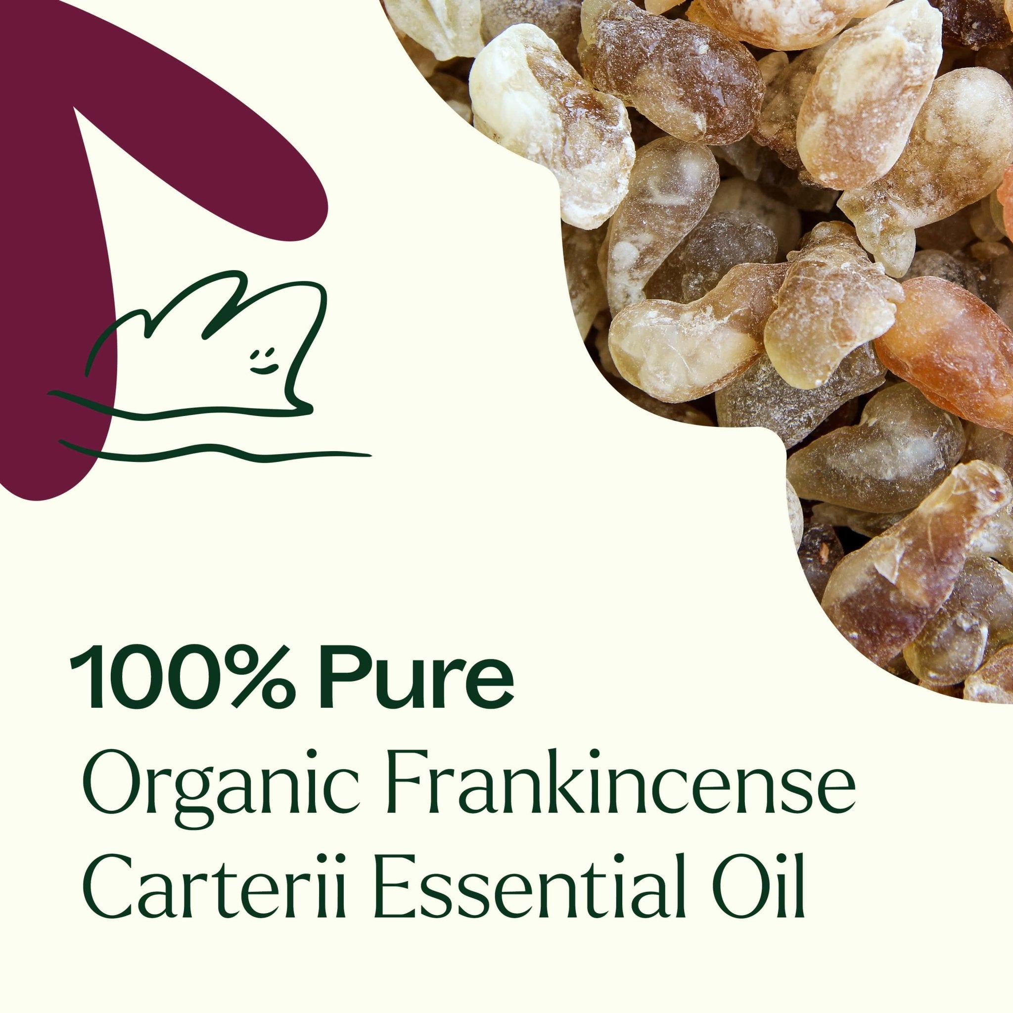 Organic Frankincense Carterii Essential Oil Plant Therapy