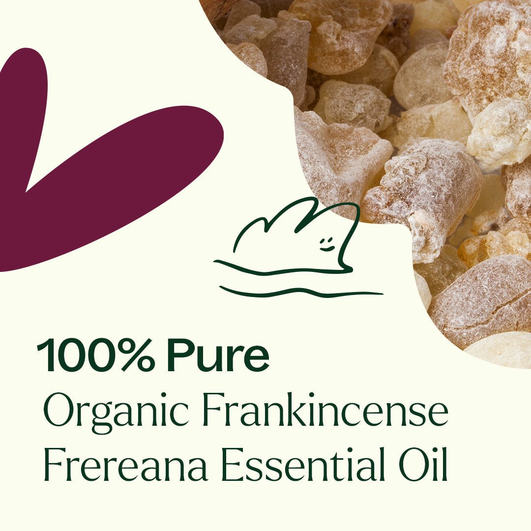 Organic Frankincense Frereana Essential Oil Plant Therapy