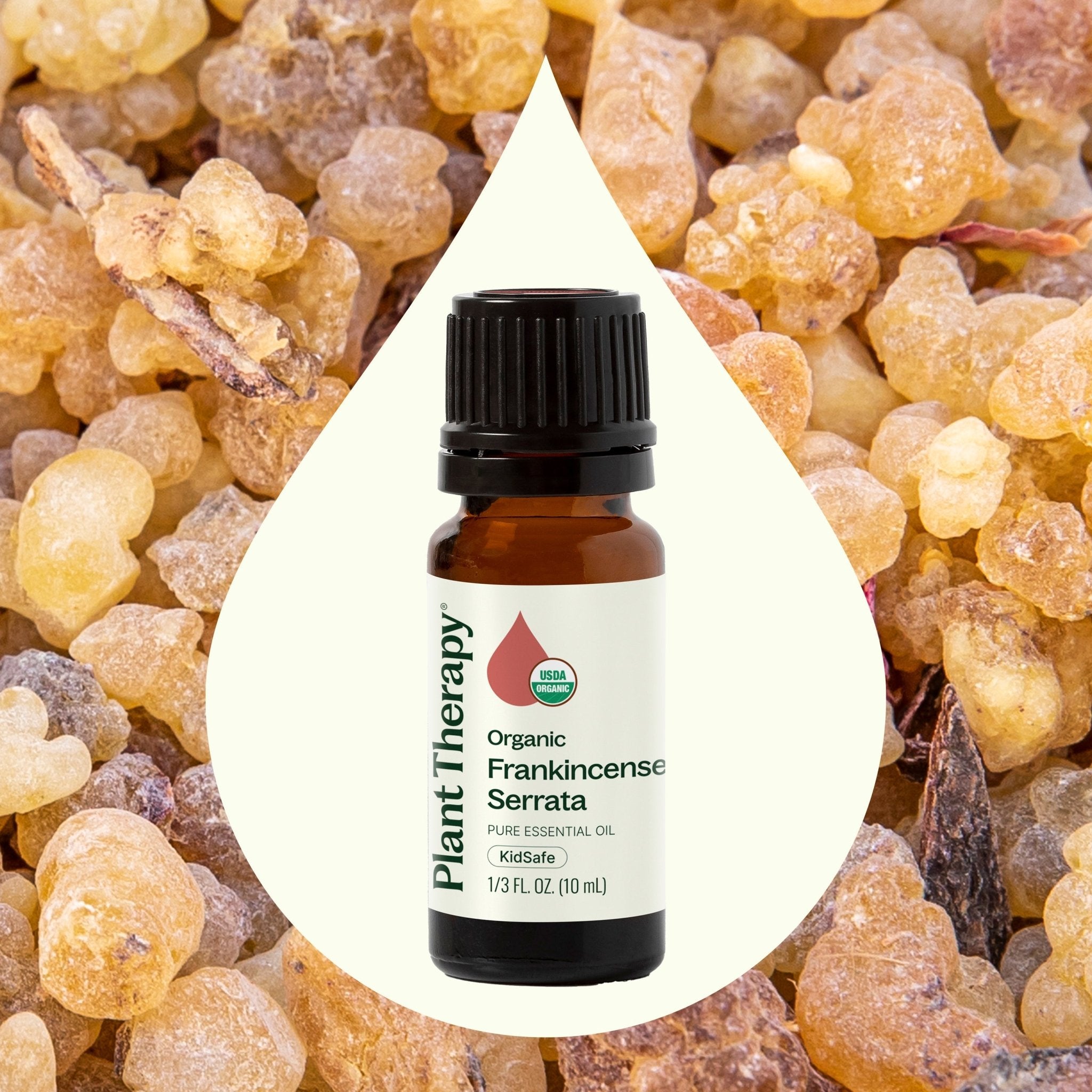 Organic Frankincense Serrata Essential Oil Plant Therapy