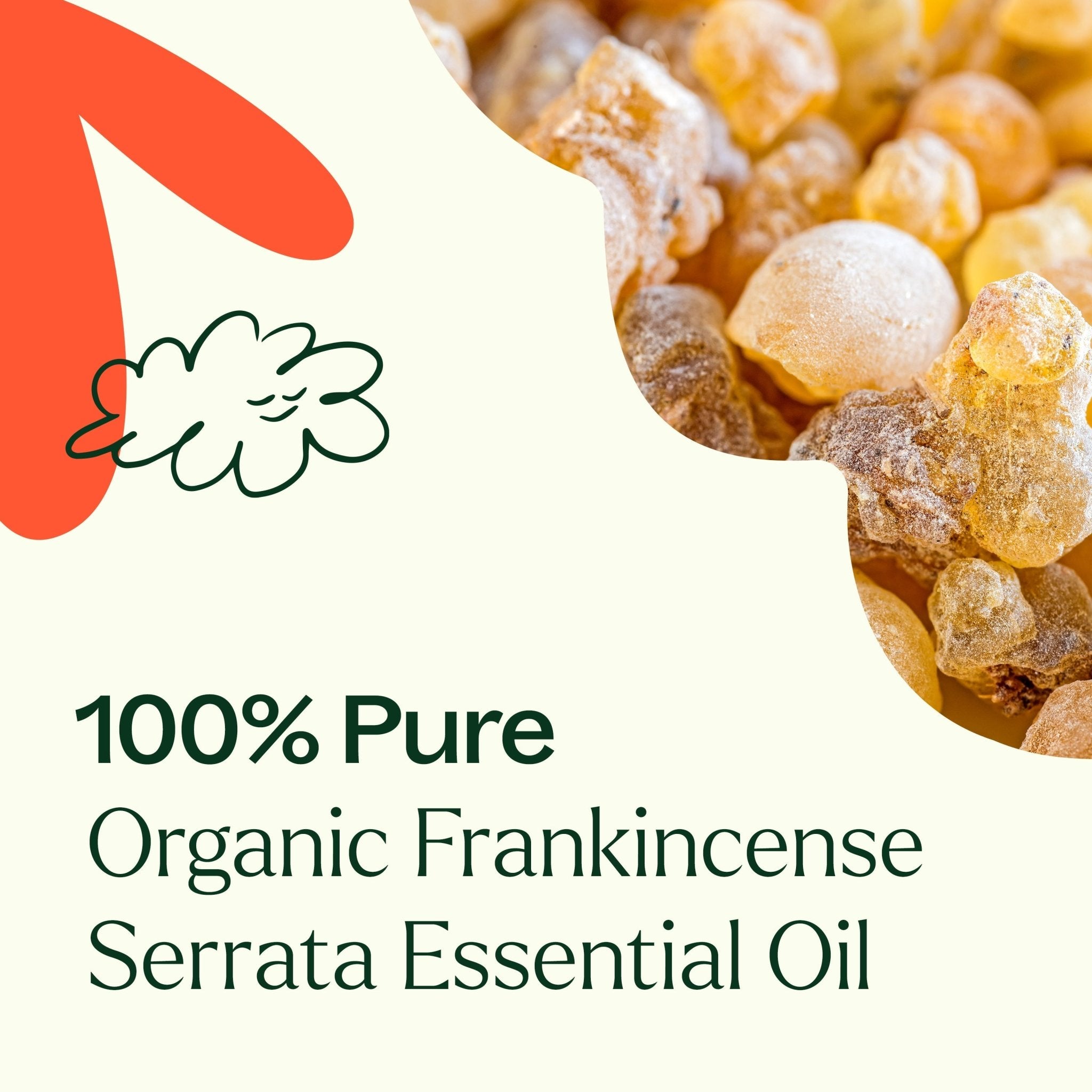 Organic Frankincense Serrata Essential Oil Plant Therapy