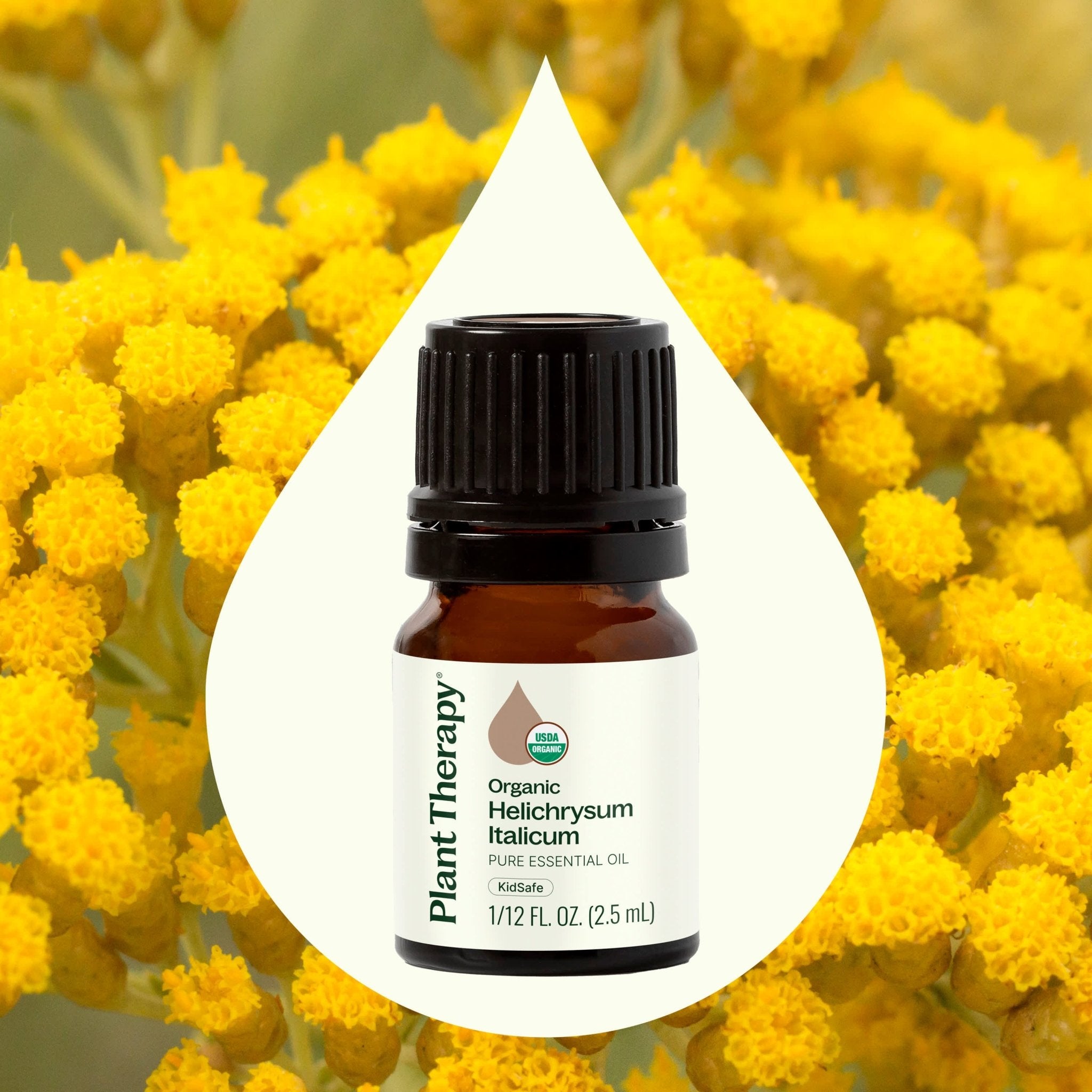 Organic Helichrysum Italicum Essential Oil Plant Therapy