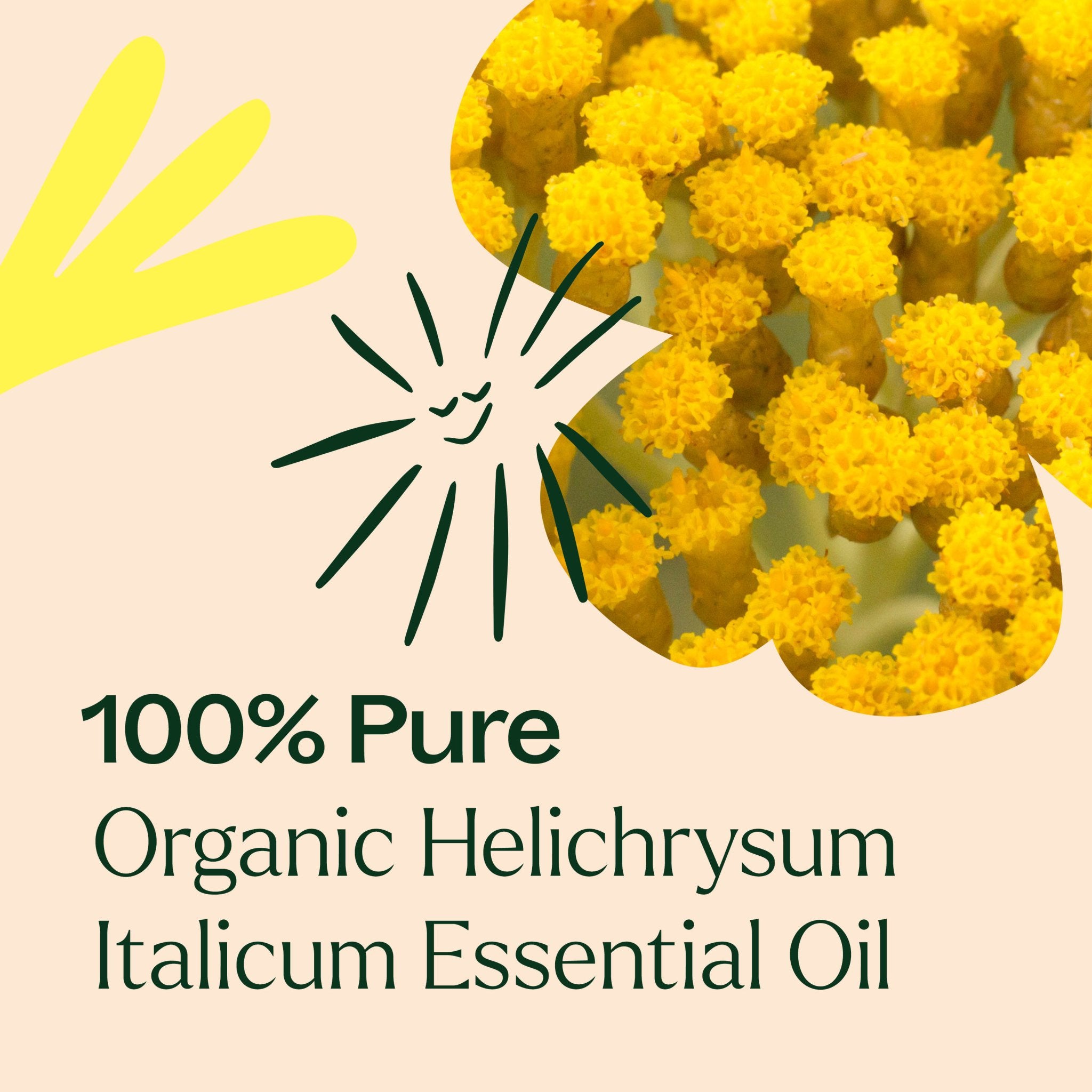 Organic Helichrysum Italicum Essential Oil Plant Therapy