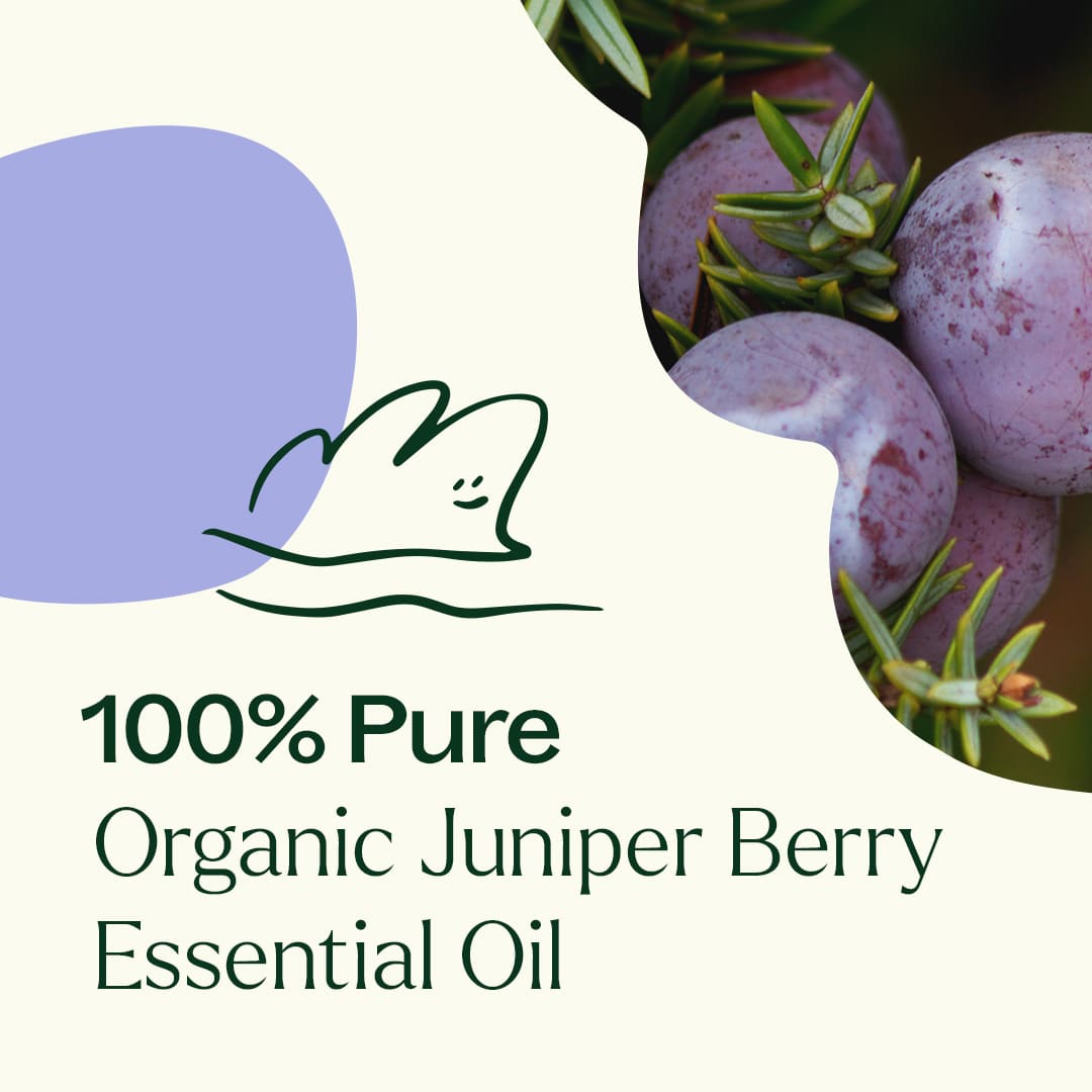Organic Juniper Berry Essential Oil Plant Therapy