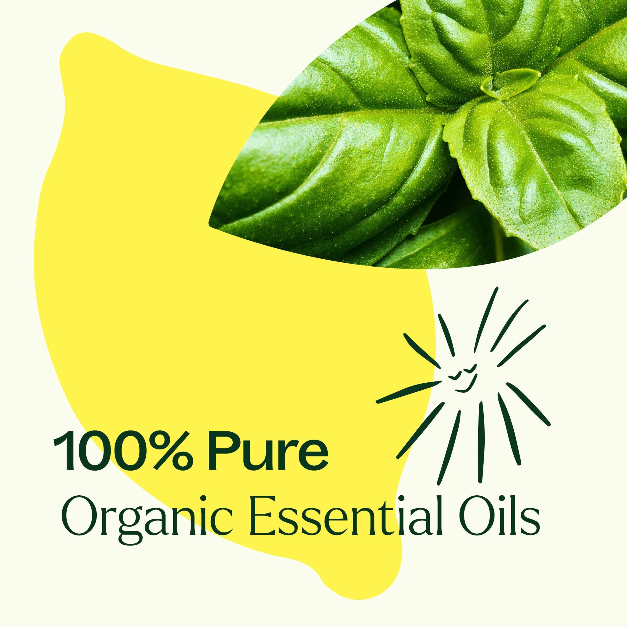 Organic Lemon Basil Essential Oil Blend Plant Therapy