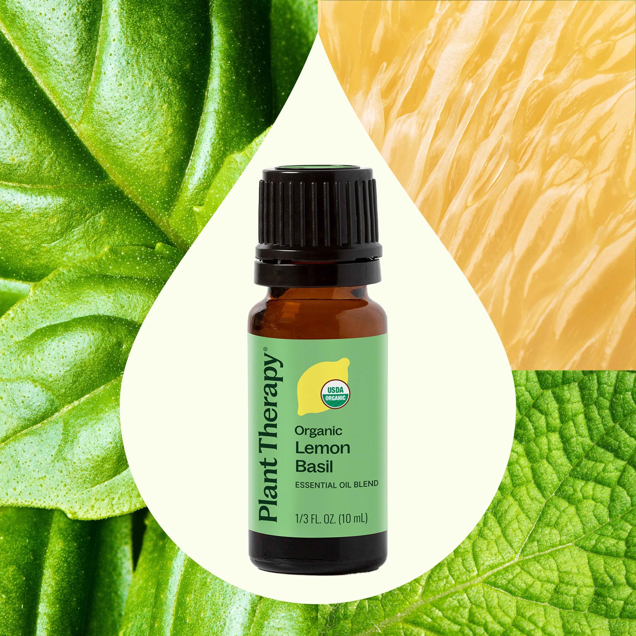 Organic Lemon Basil Essential Oil Blend Plant Therapy