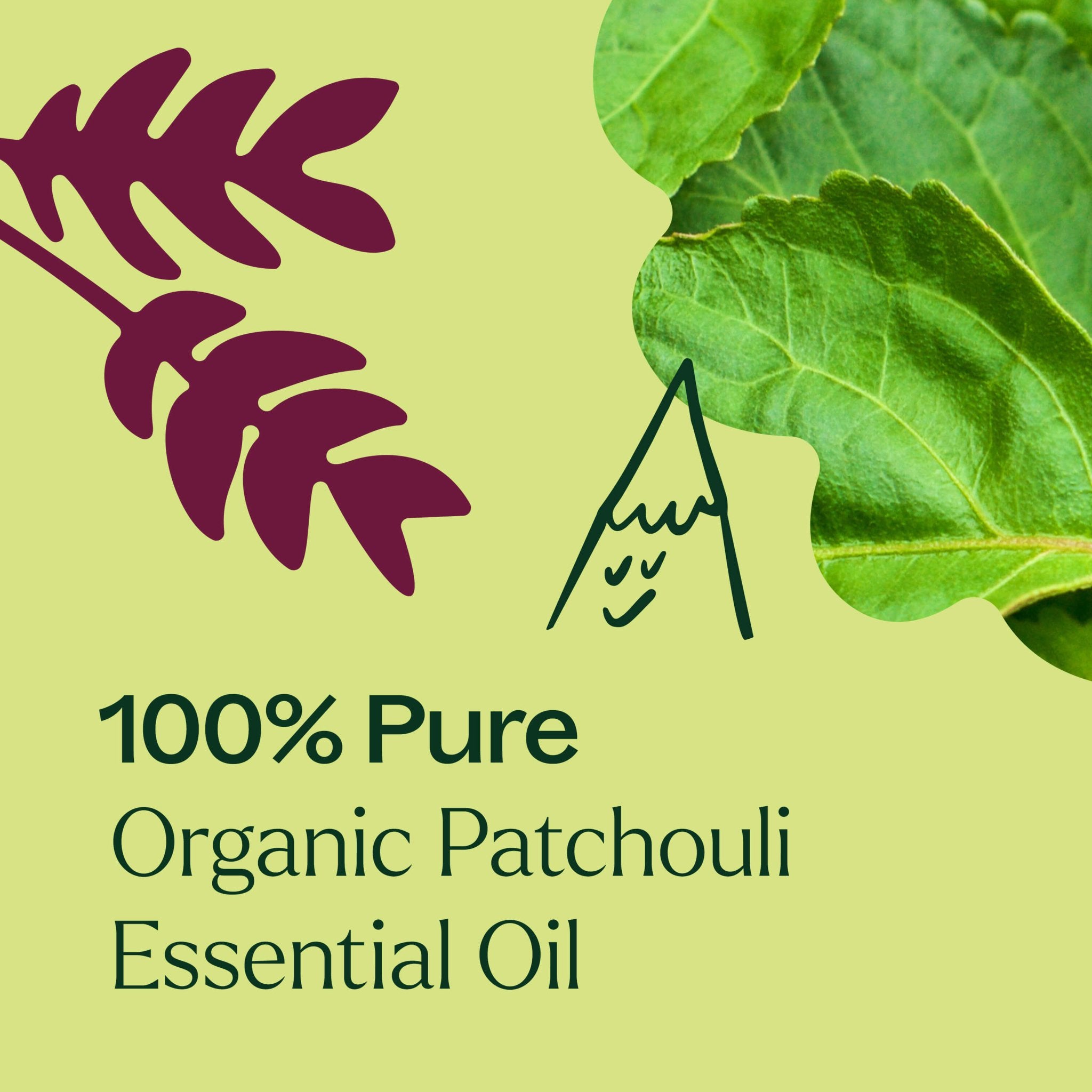Organic Patchouli Essential Oil Plant Therapy