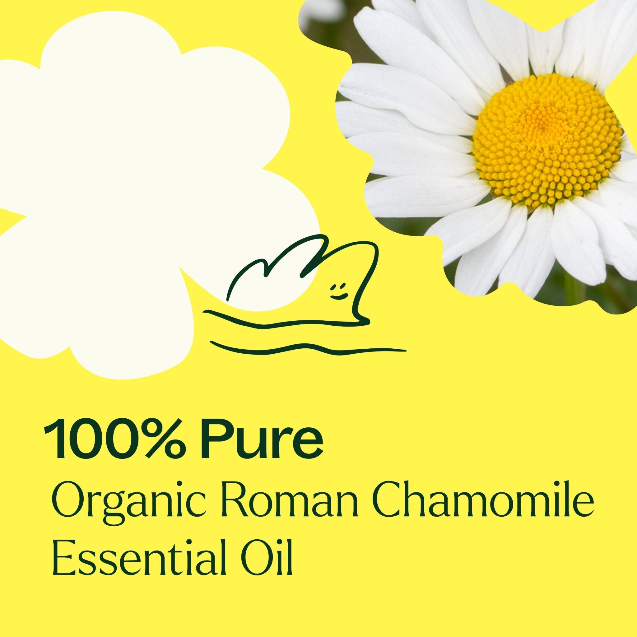 Organic Roman Chamomile Essential Oil Plant Therapy