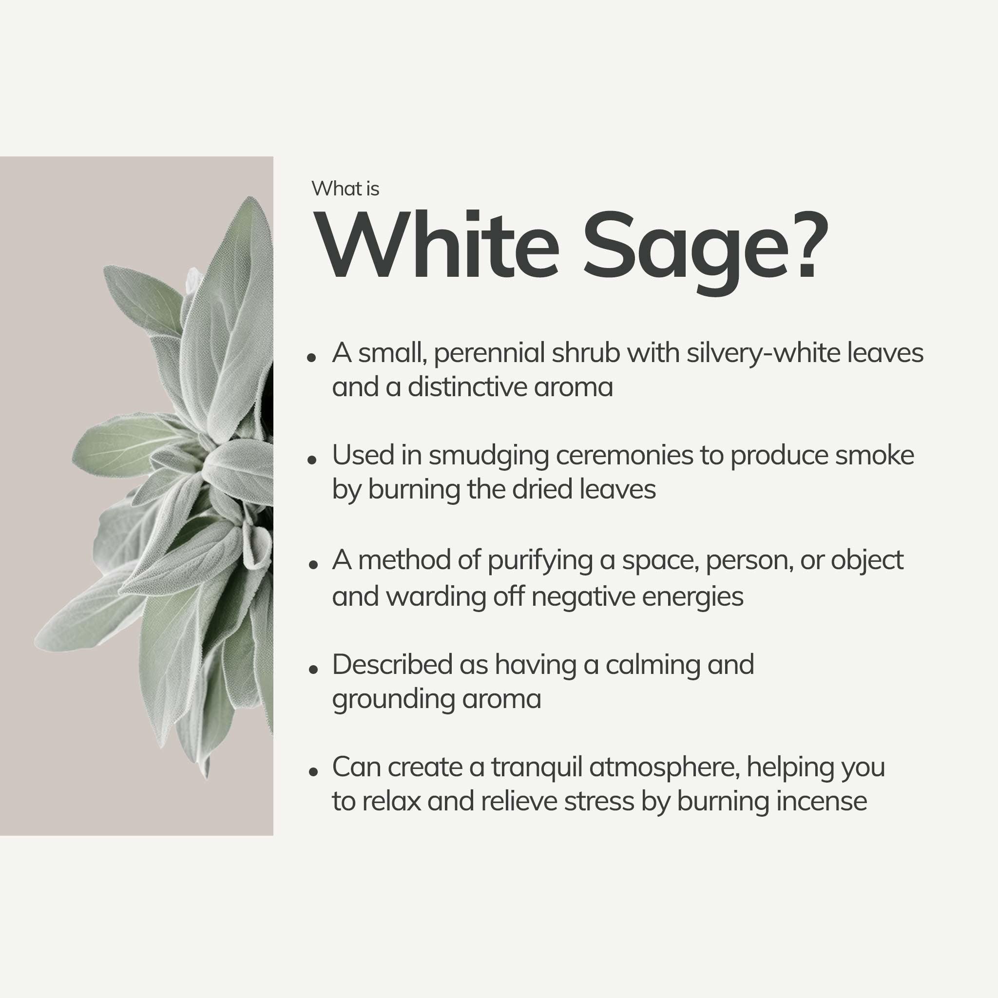 Organic White Sage Smudge Stick - Medium CEDAR AND MYRRH