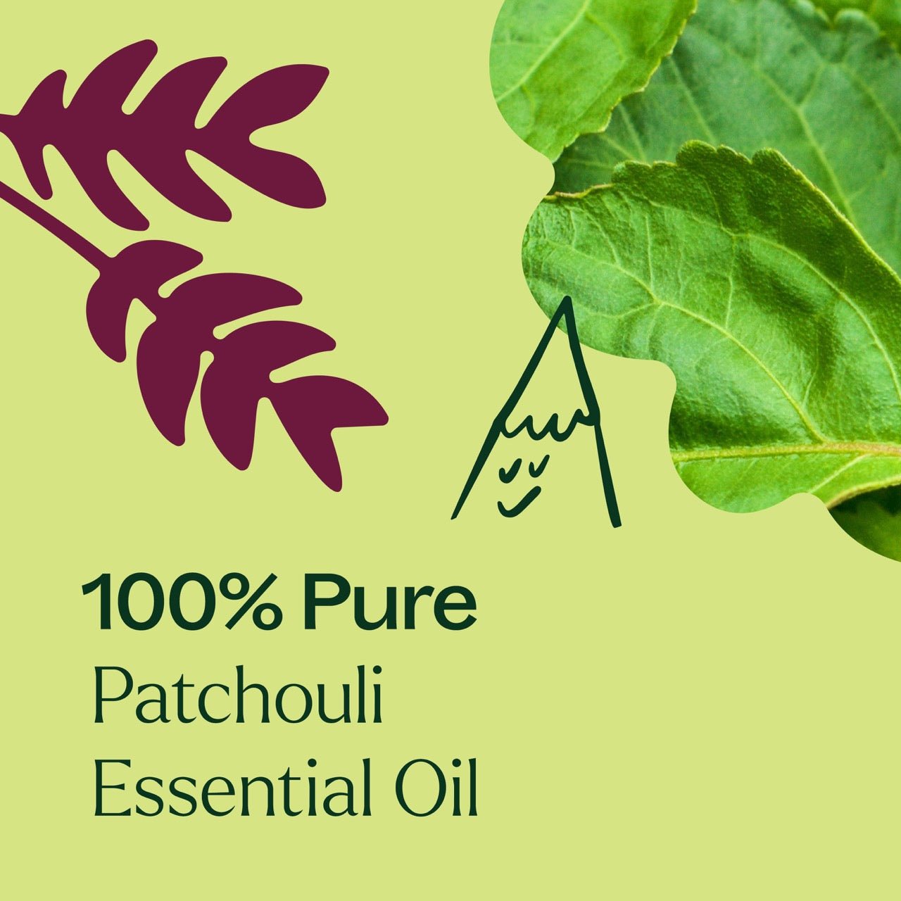 Patchouli Essential Oil Plant Therapy